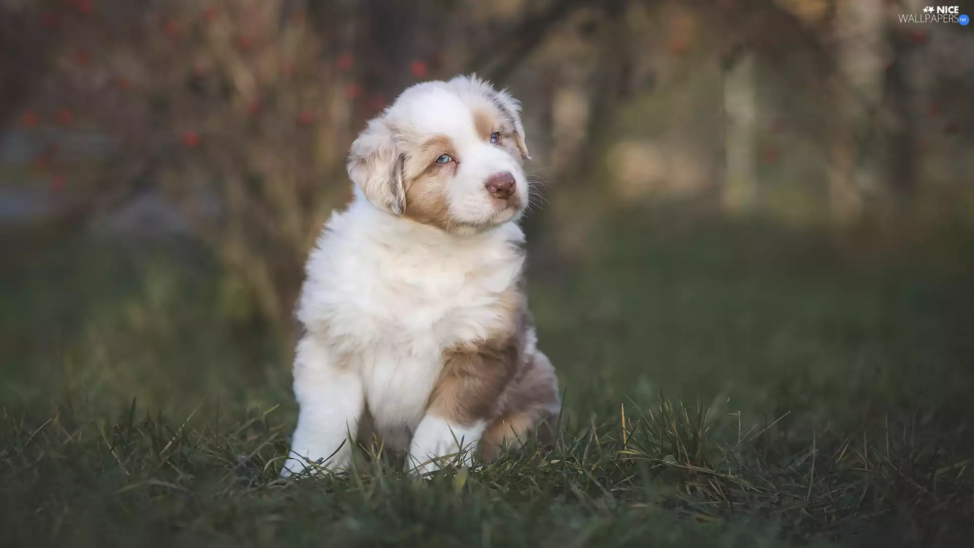 Australian Shepherd, dog, fuzzy, background, grass, Puppy
