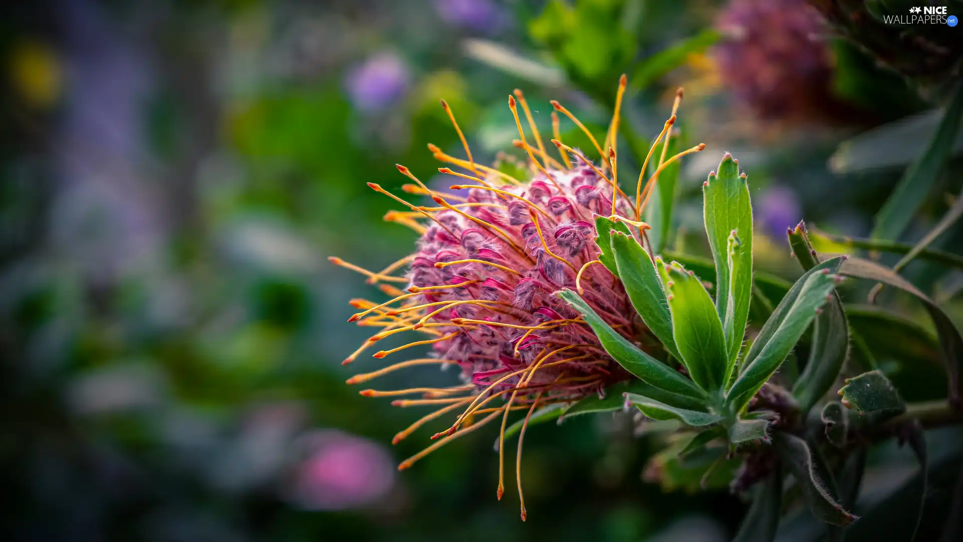 Leaf, Colourfull Flowers, fuzzy, background, twig, rods