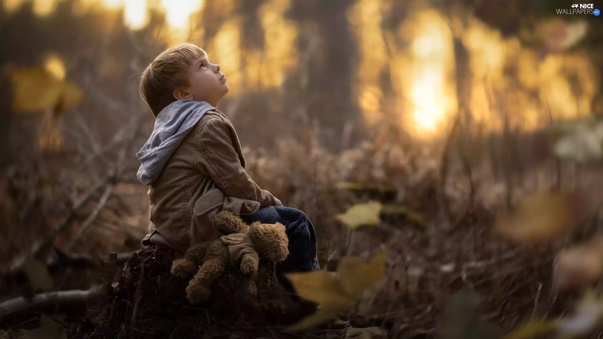 teddy bear, Kid, fuzzy, background, trunk, boy
