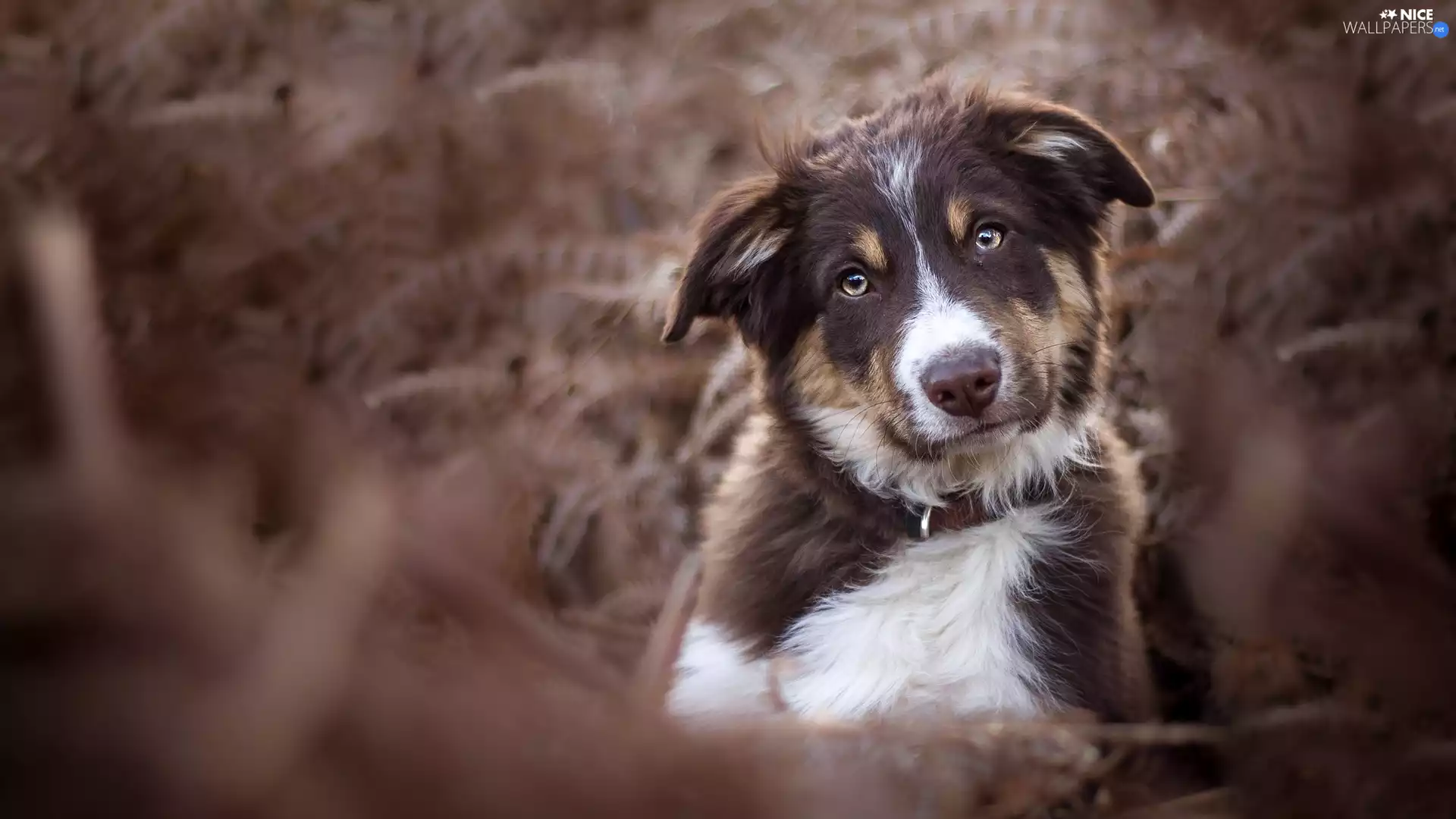 Puppy, fuzzy, Plants, Australian Shepherd