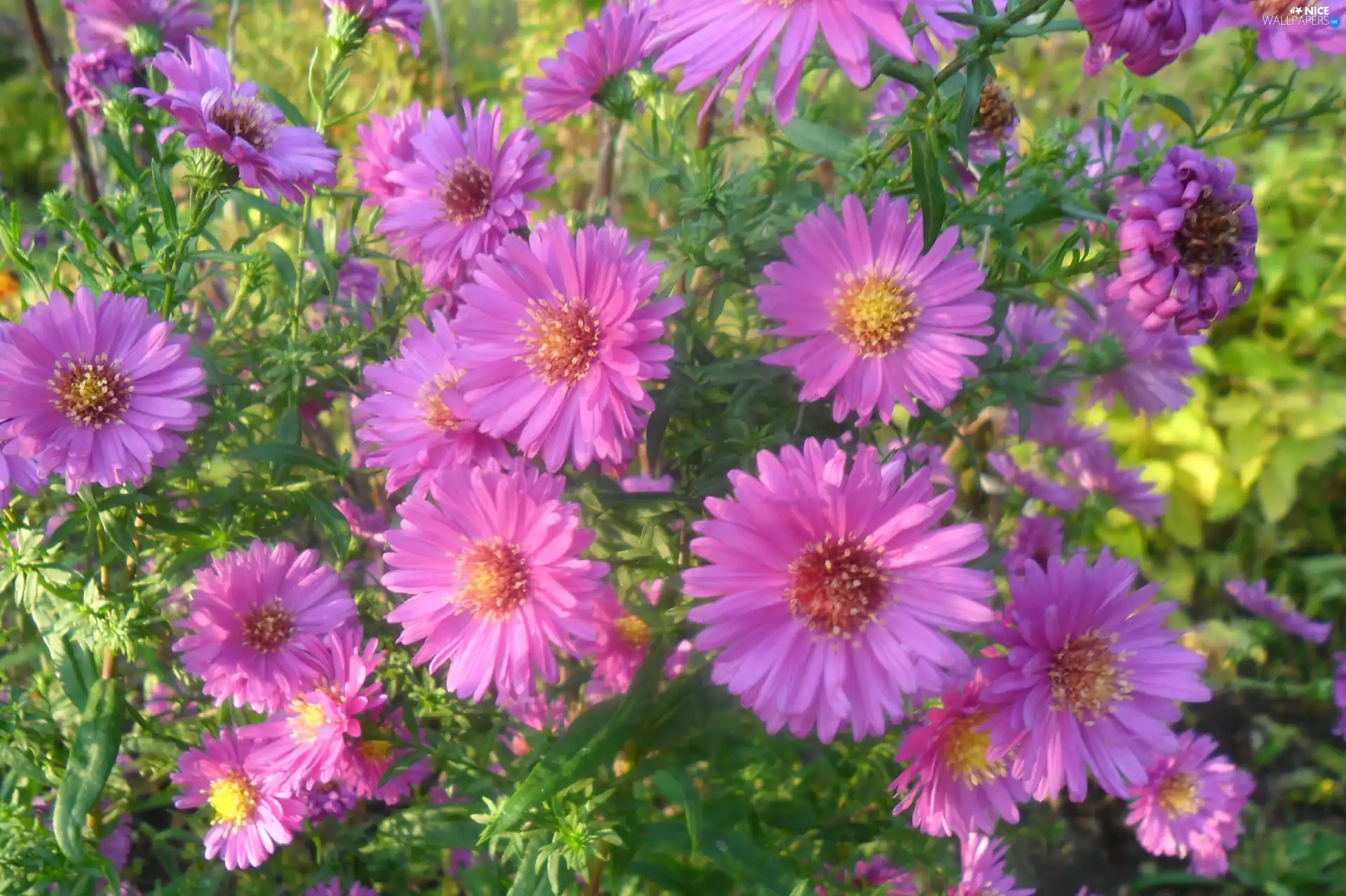 Garden, purple, Astra