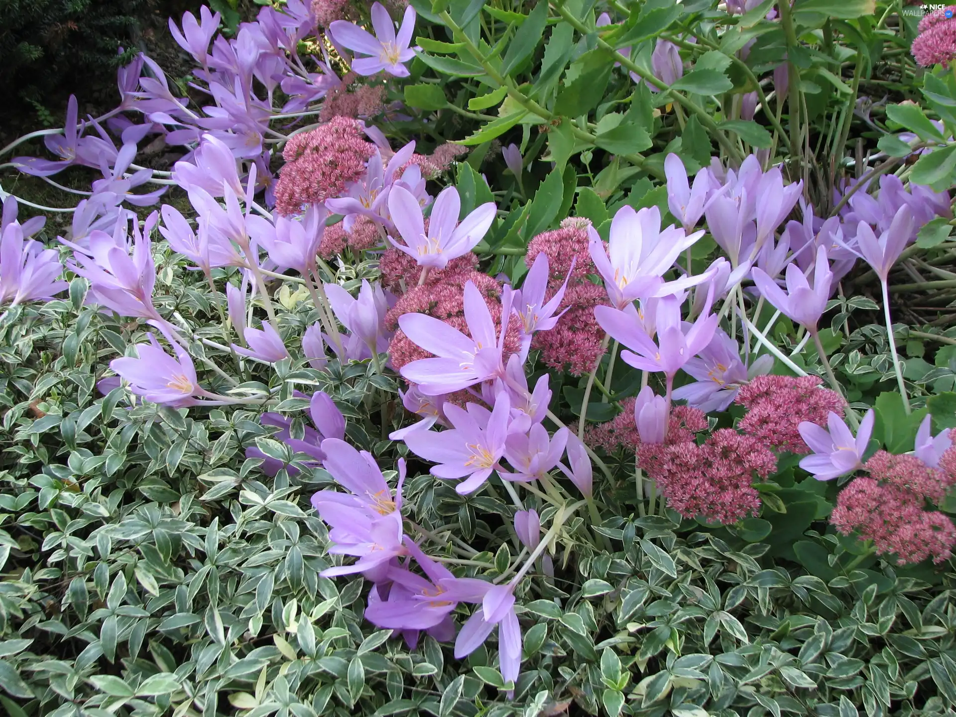 colchicum, Garden