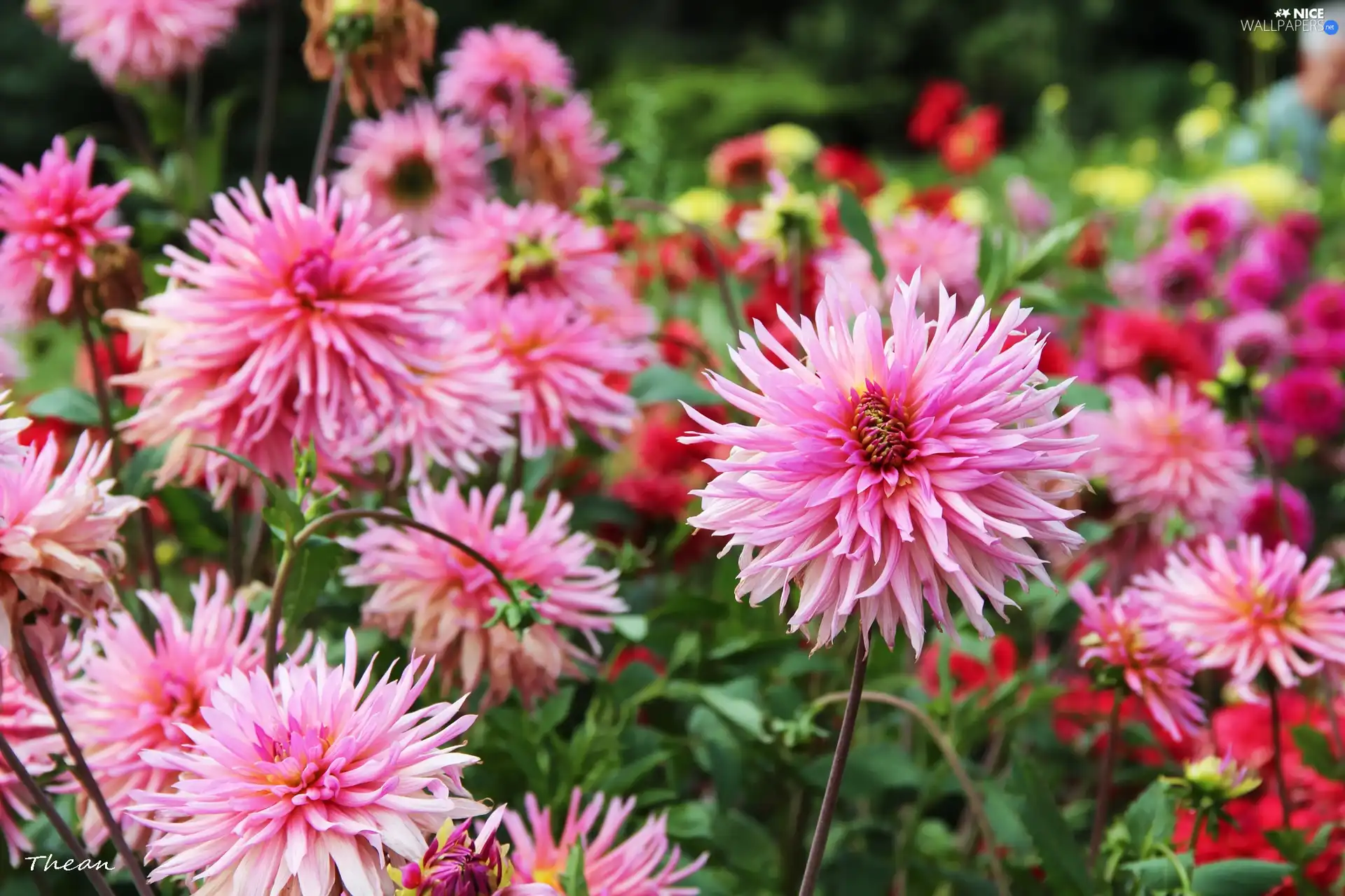 Garden, Pink, dahlias