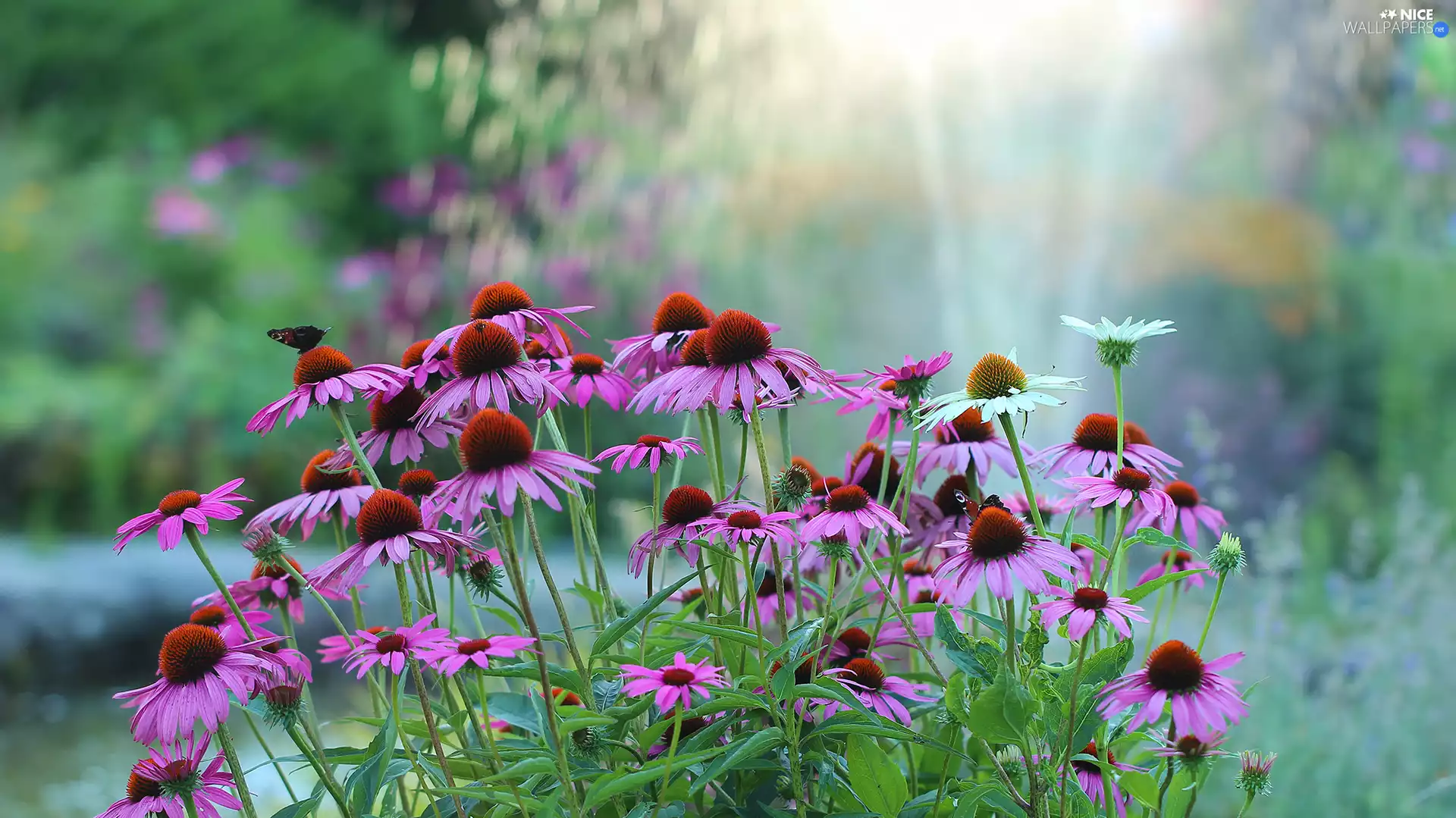 Garden, echinacea, Flowers