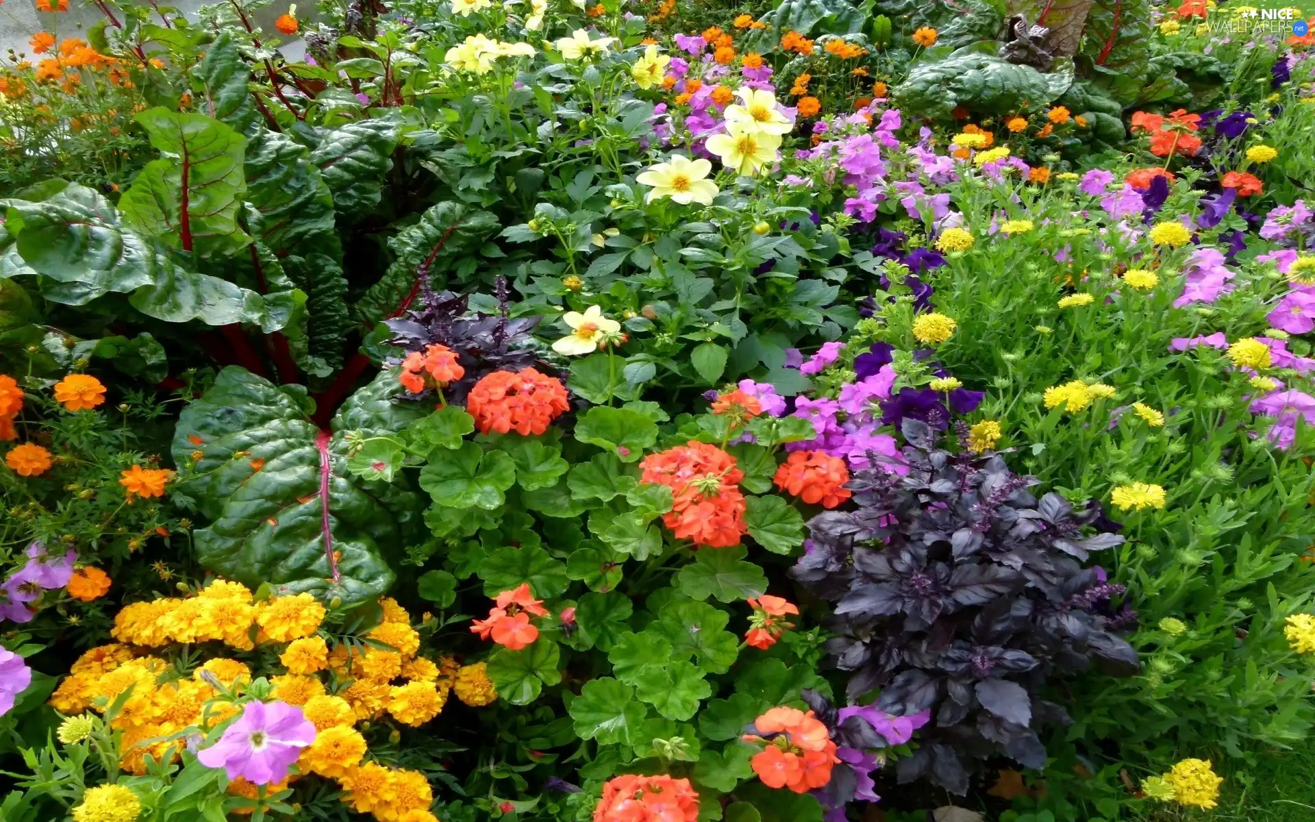 Flowers, Garden