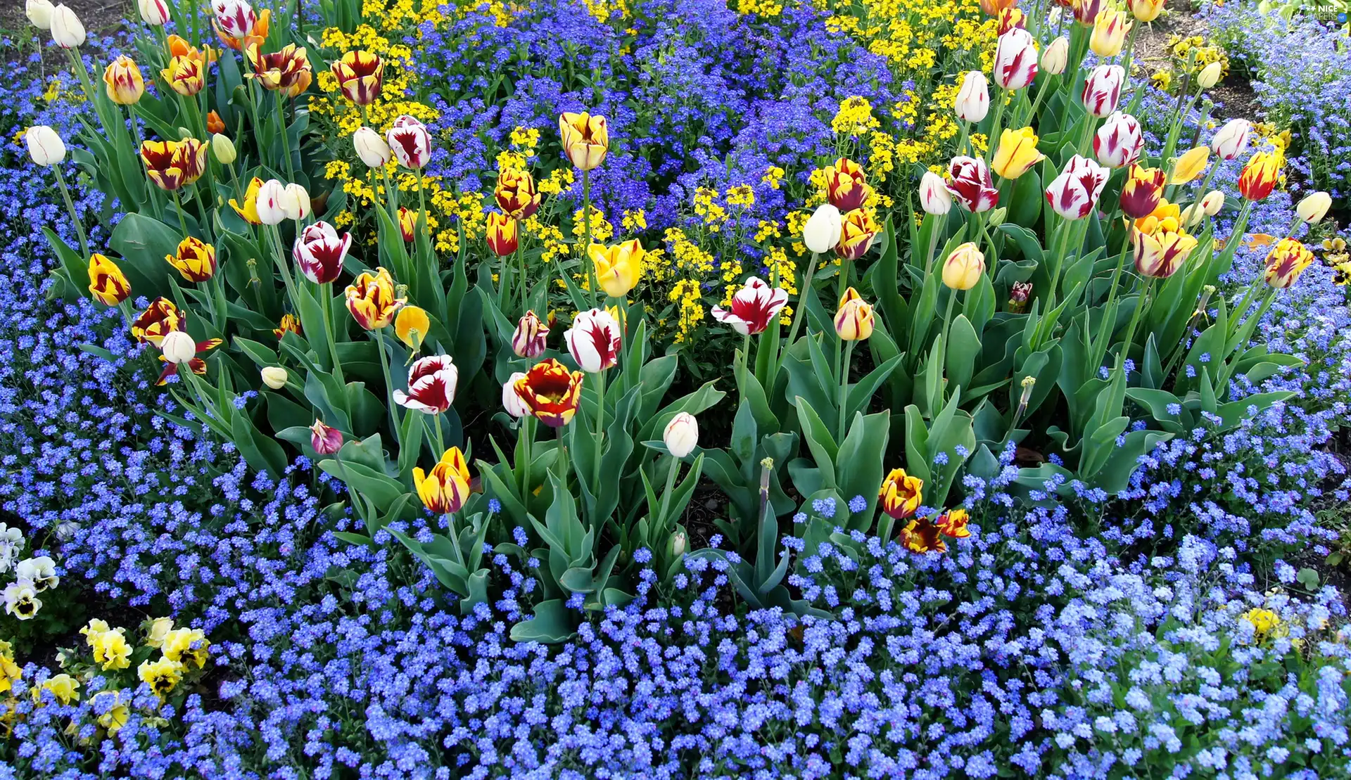 Garden, tulips, Forget