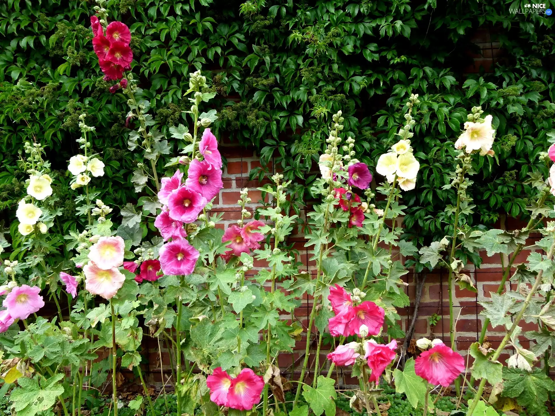 garden, color, Hollyhocks