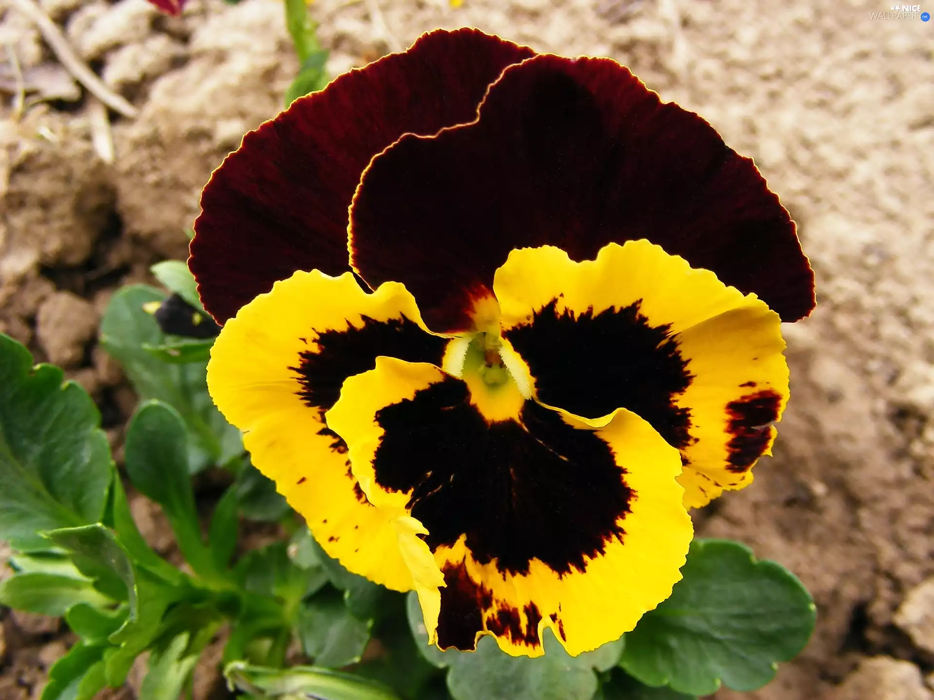 Garden, pansy, leaves