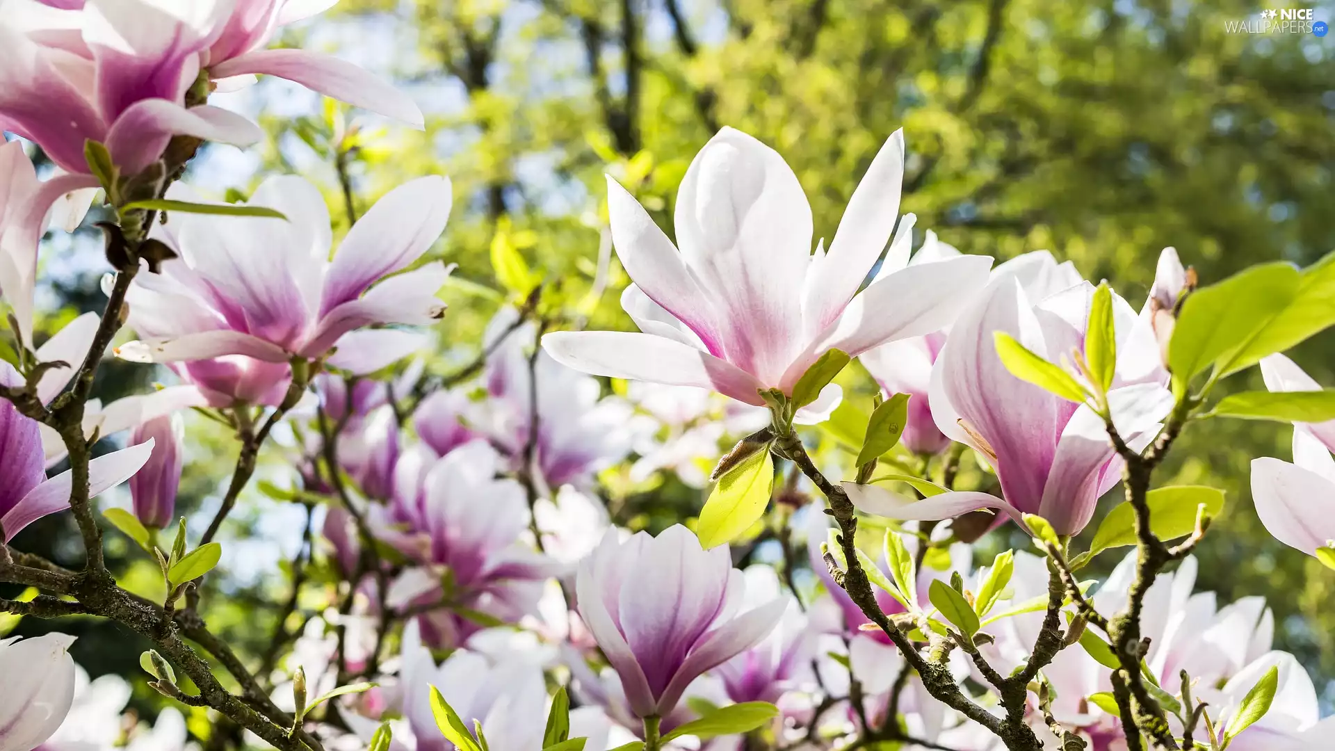summer, Flowers, Magnolias, Garden
