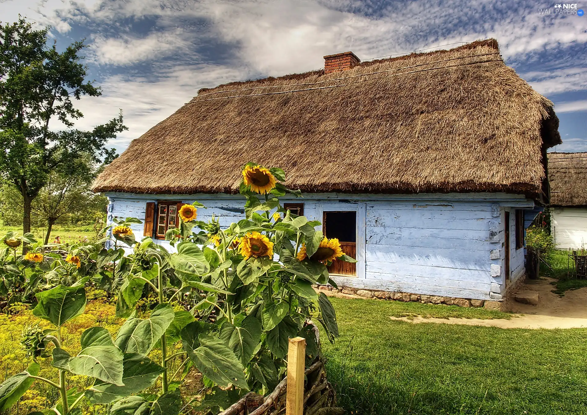 garden, Nice sunflowers, Skansen, hut, Sierpc