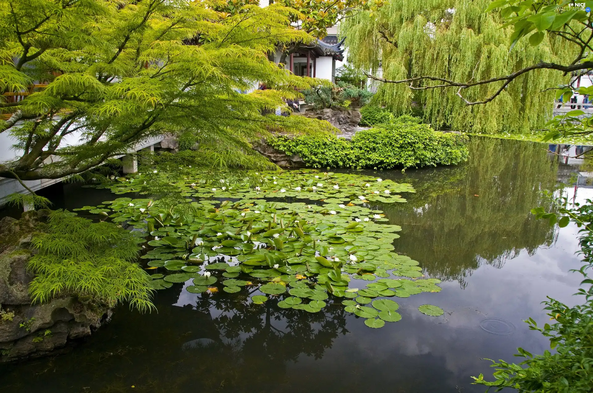 Pond - car, Water lilies, Garden