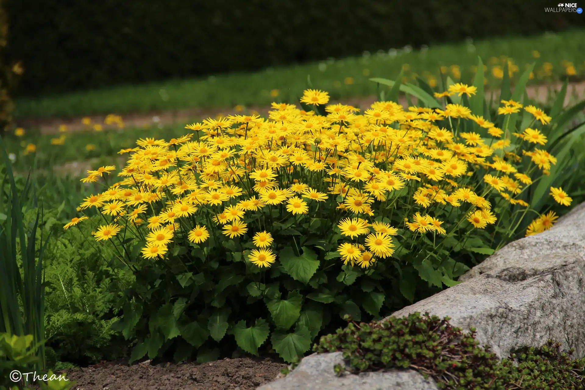 Yellow, ##, garden, Flowers