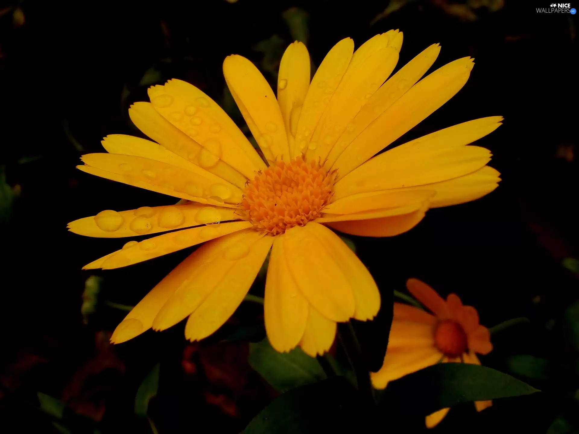 Garden, Coreopsis, Yellow