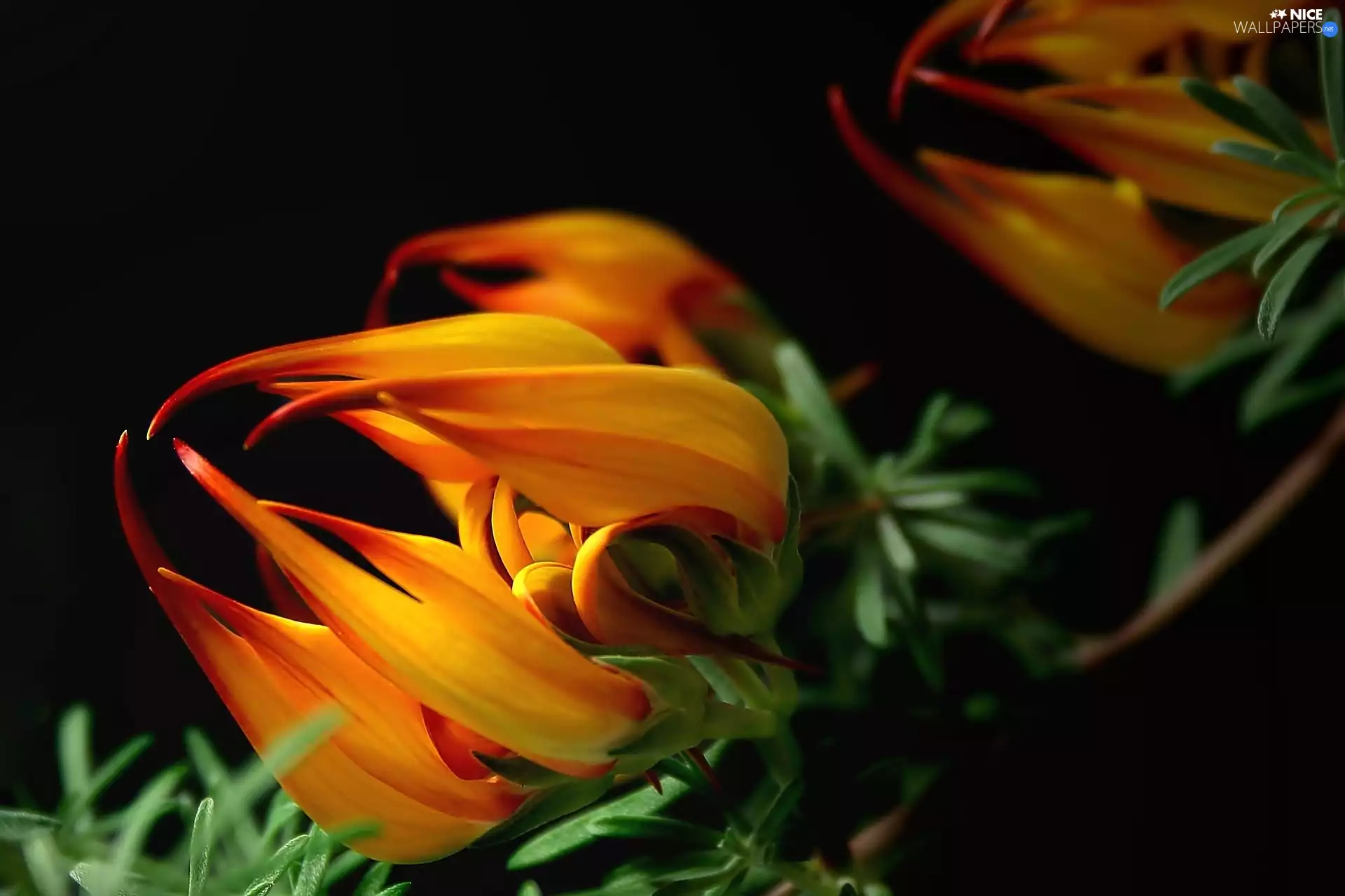 Close, Colourfull Flowers, Gazania