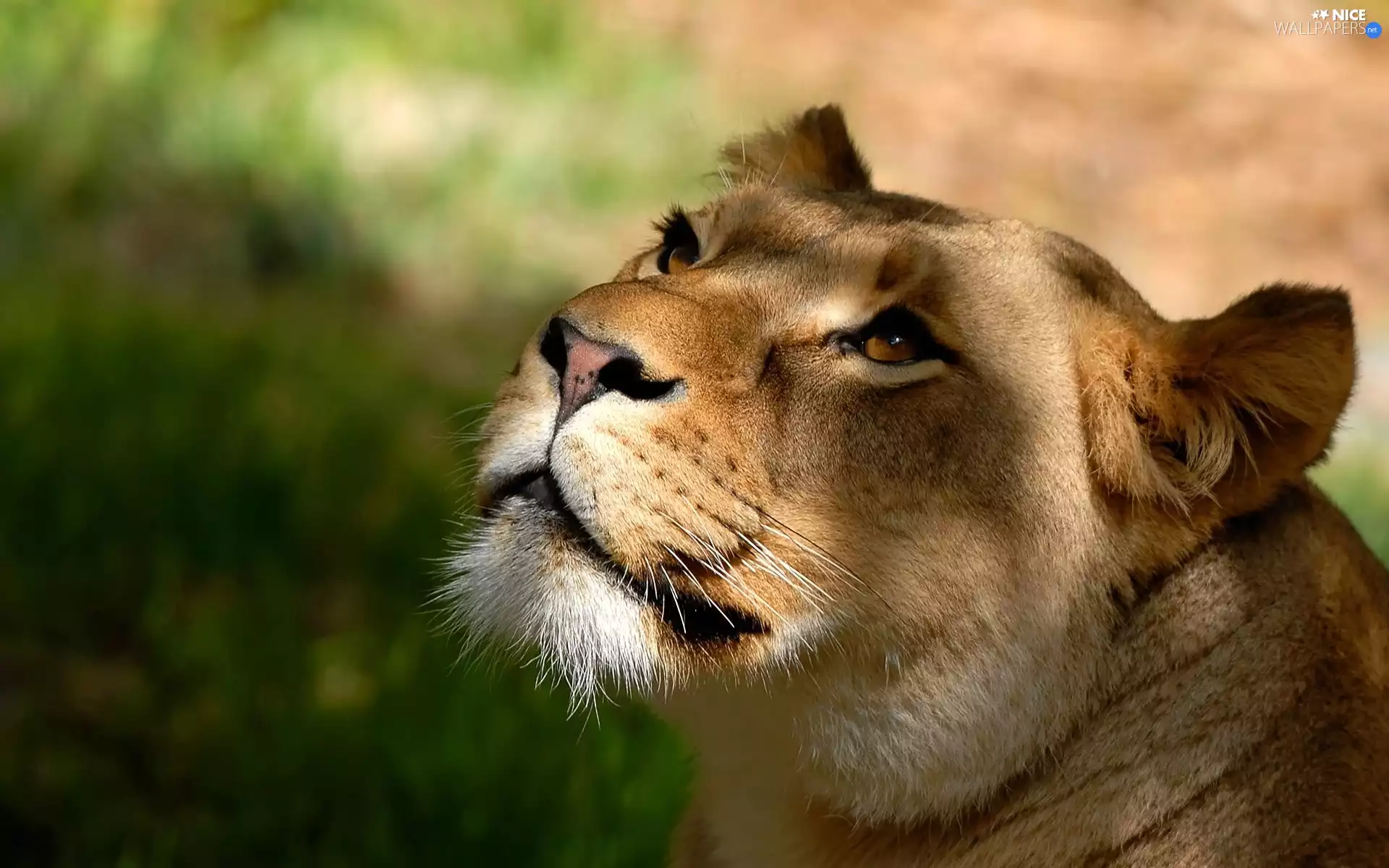 gazing, Lion