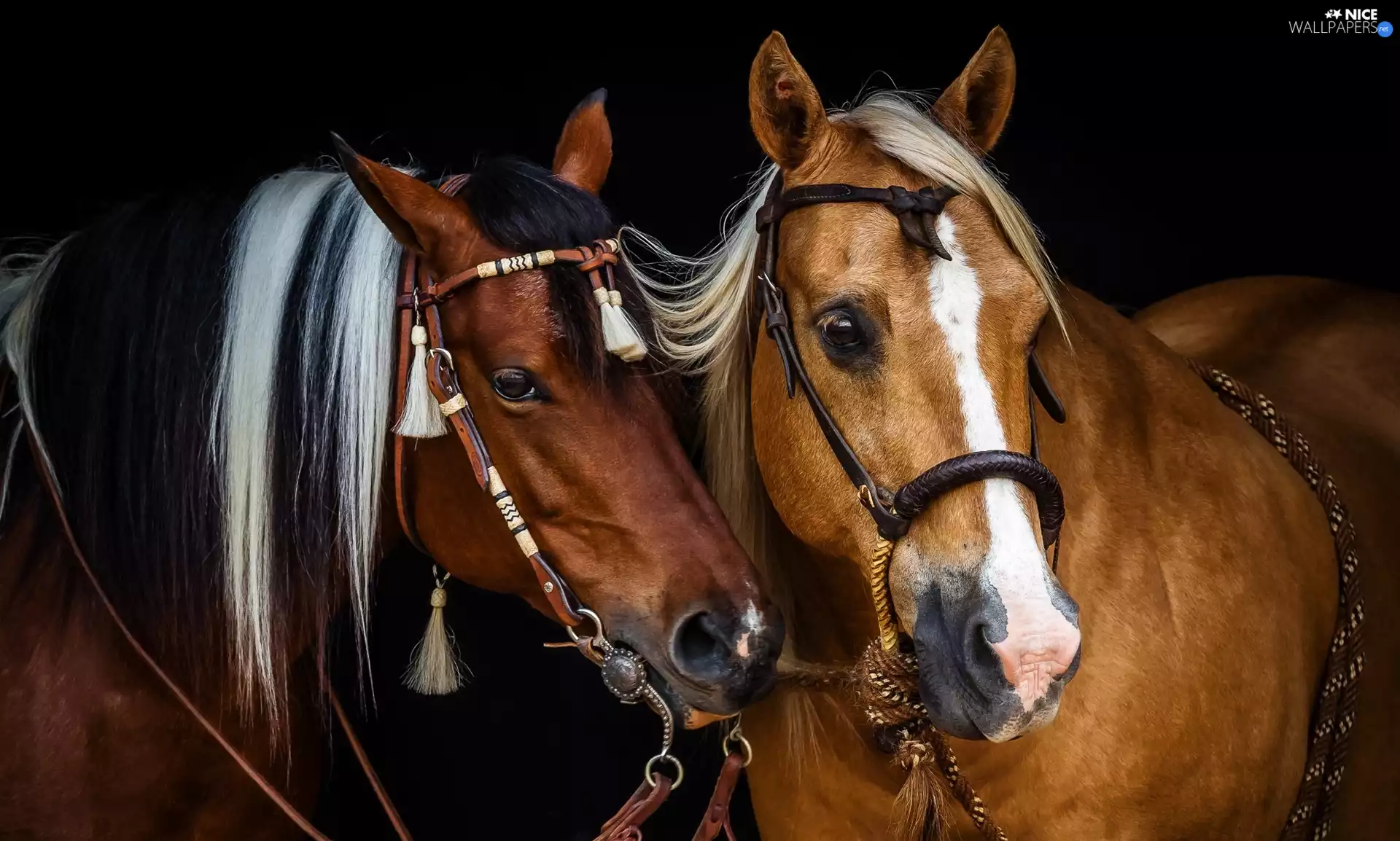 Bridle, bridle, bloodstock, gear, Two cars