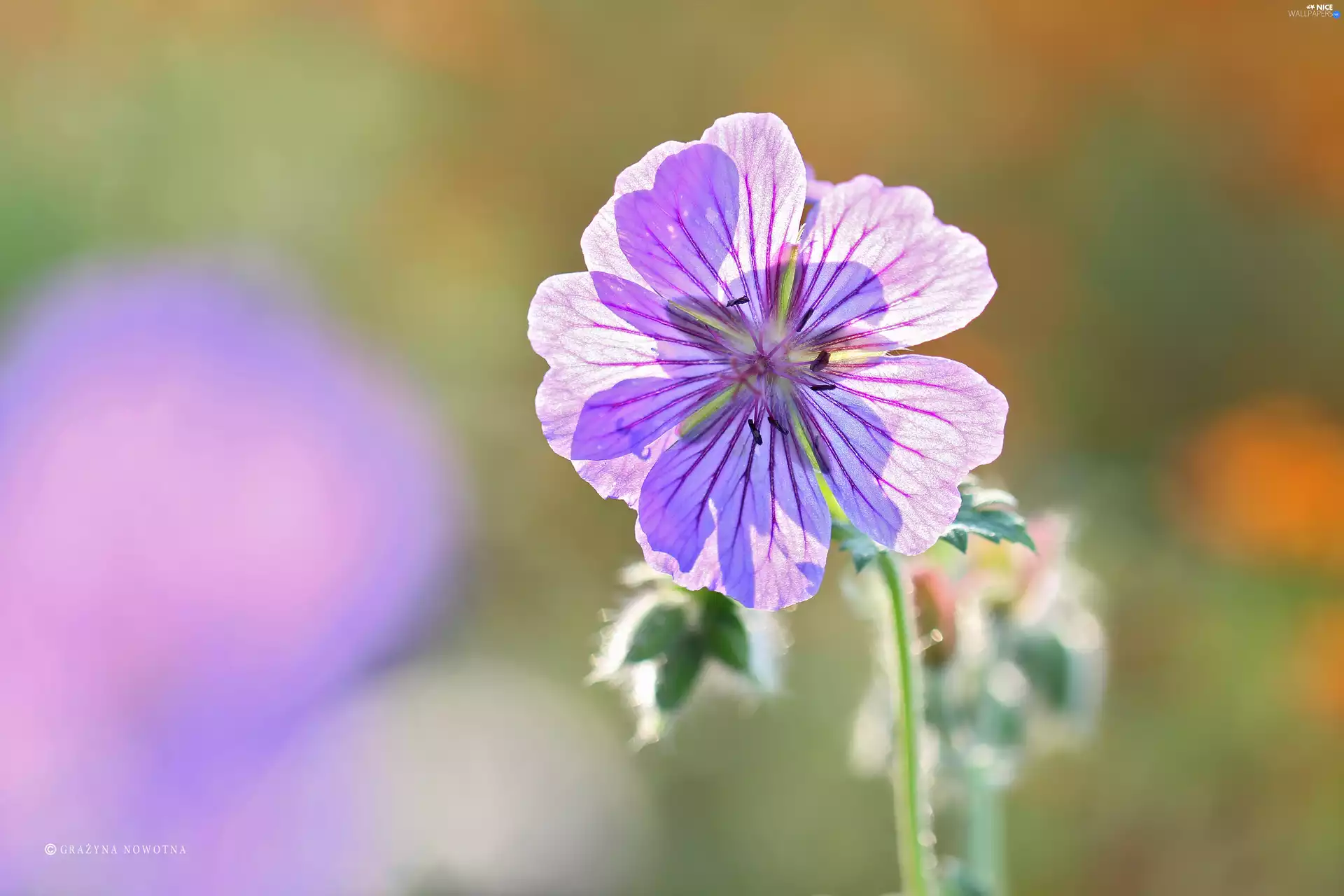 geranium, Colourfull Flowers