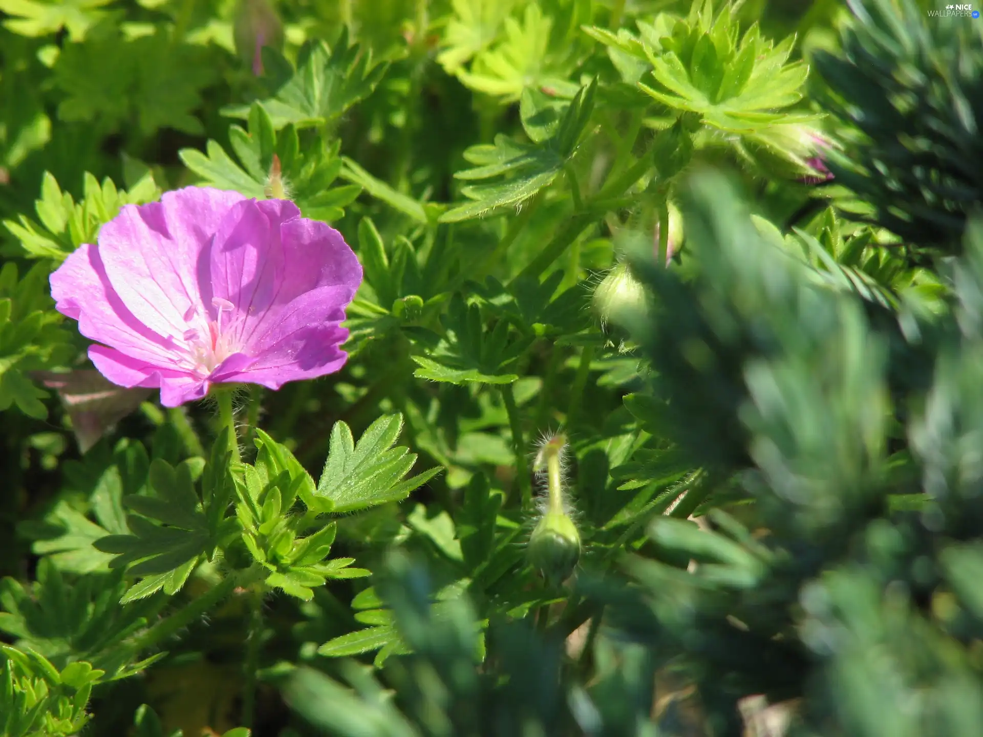 geranium