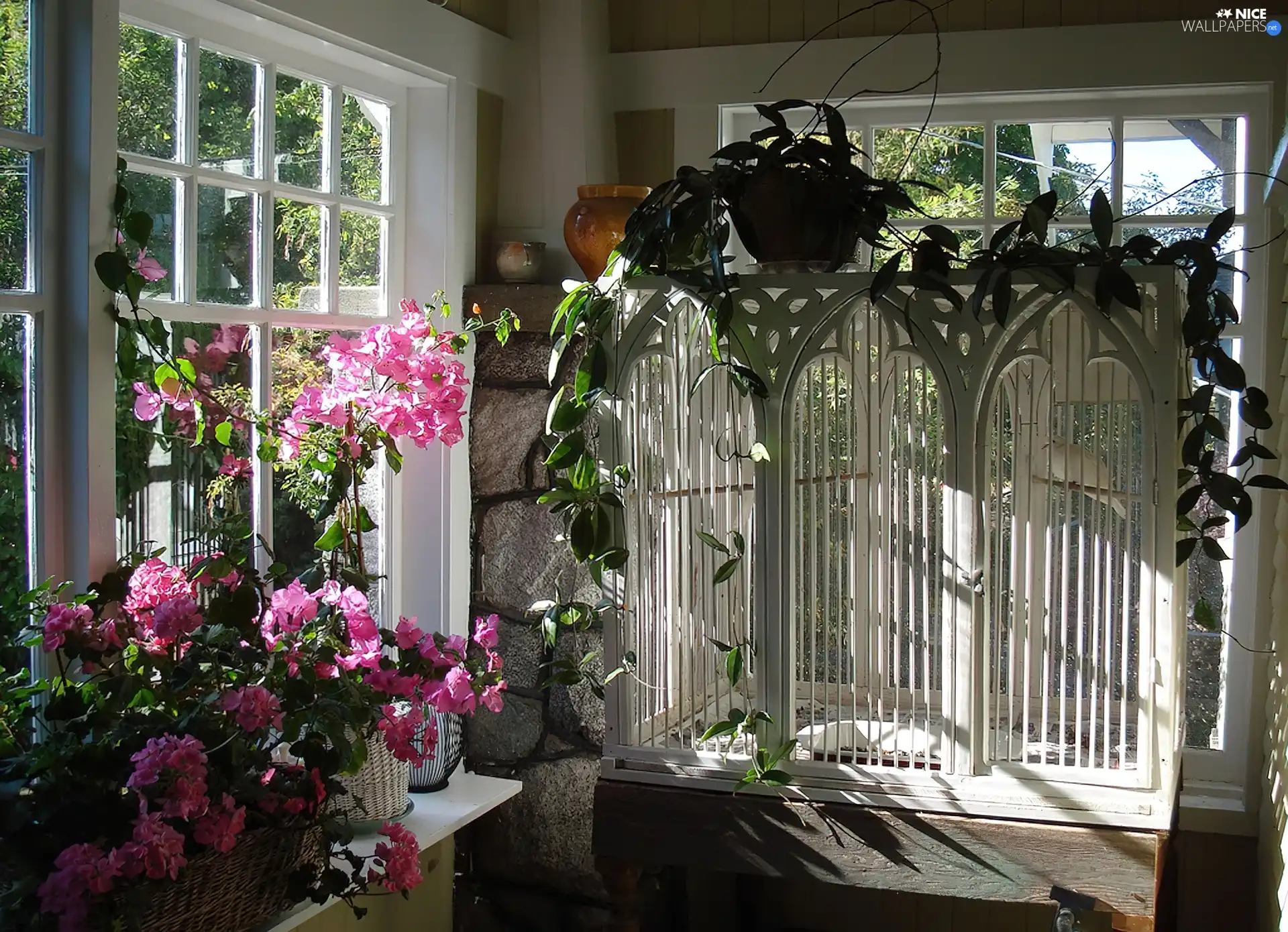 geraniums, veranda, windows