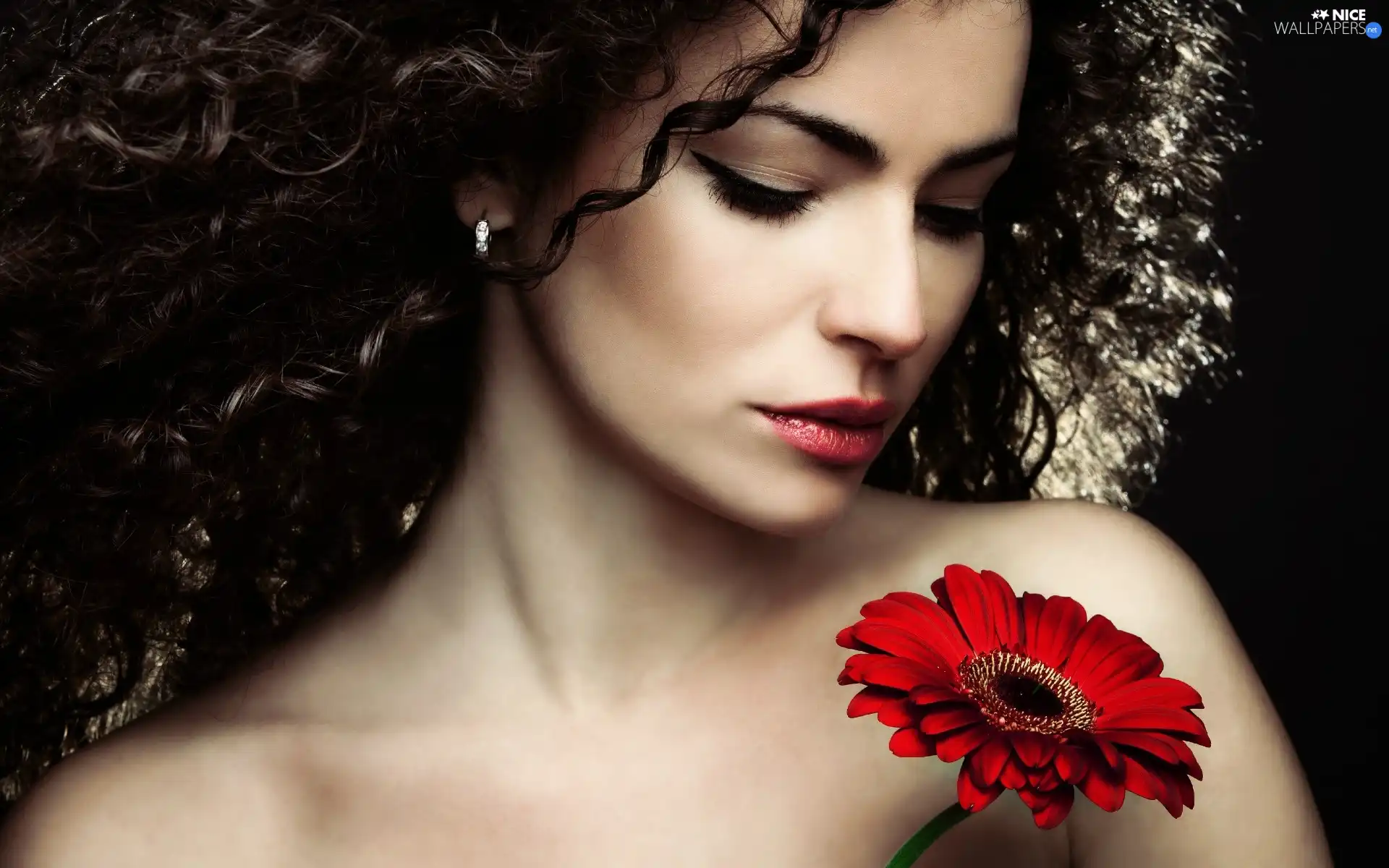 brunette, Gerbera