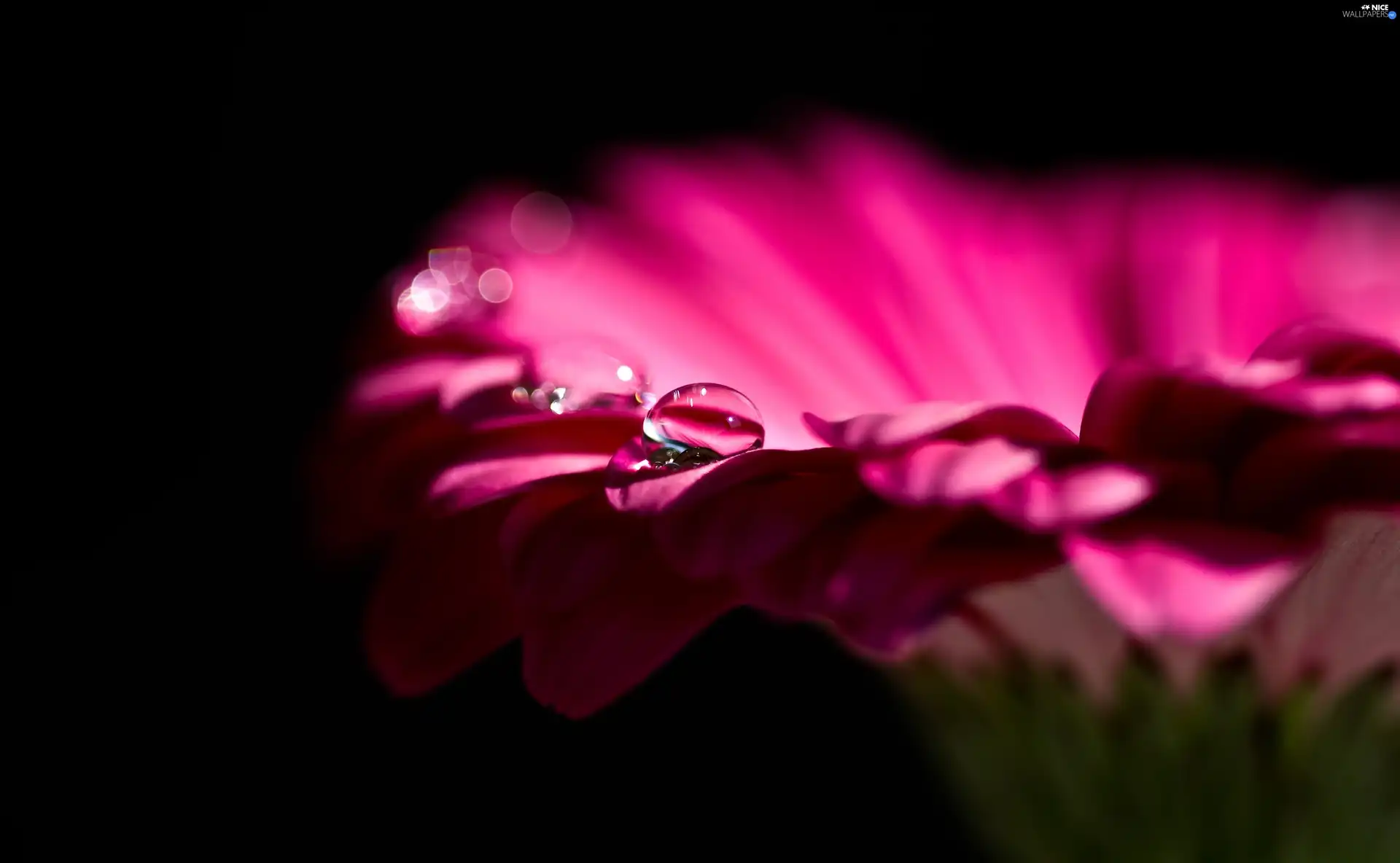 drop, Colourfull Flowers, Gerbera