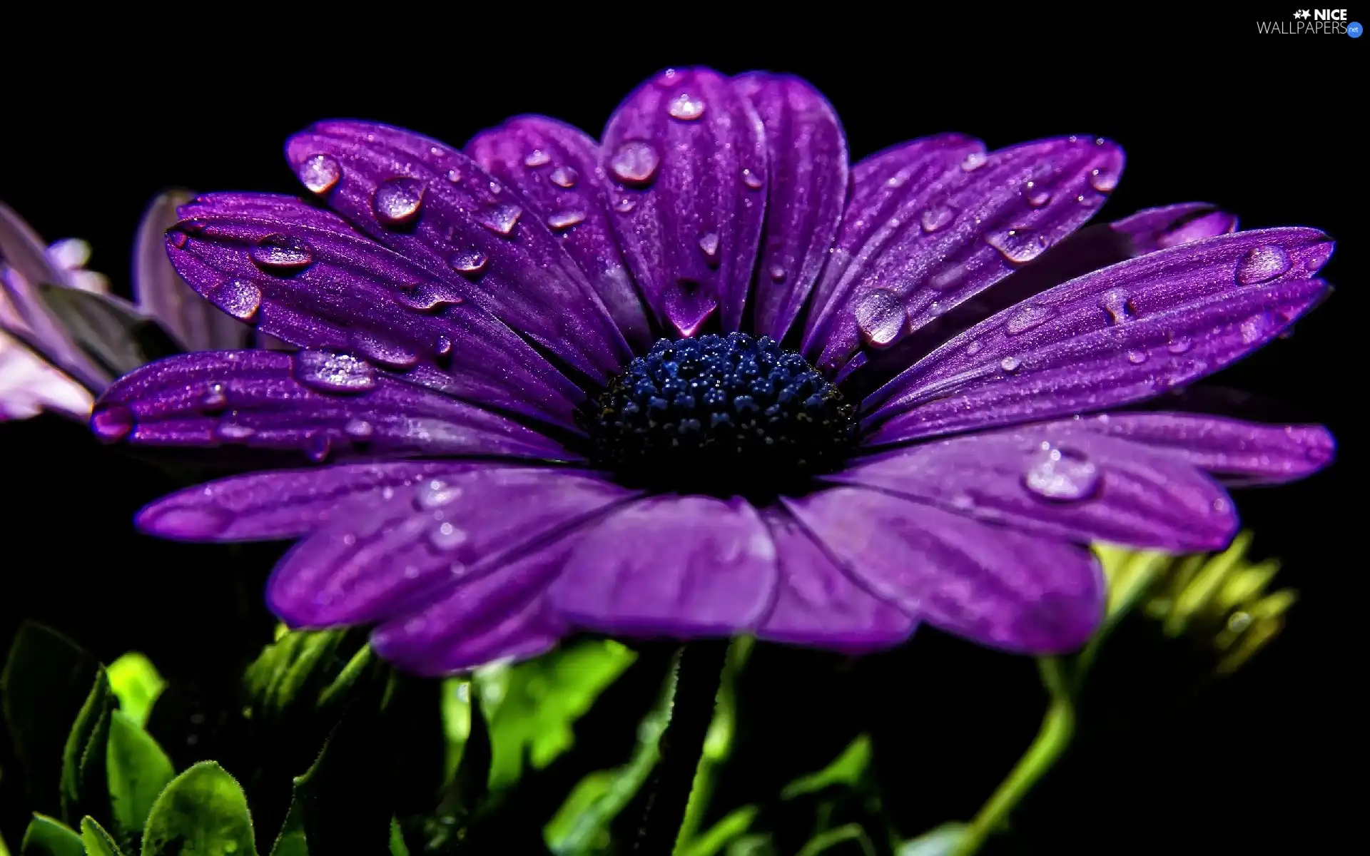 drops, Colourfull Flowers, Gerbera