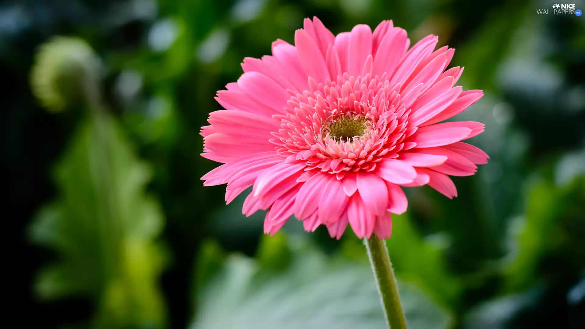 Colourfull Flowers, Pink, Gerbera