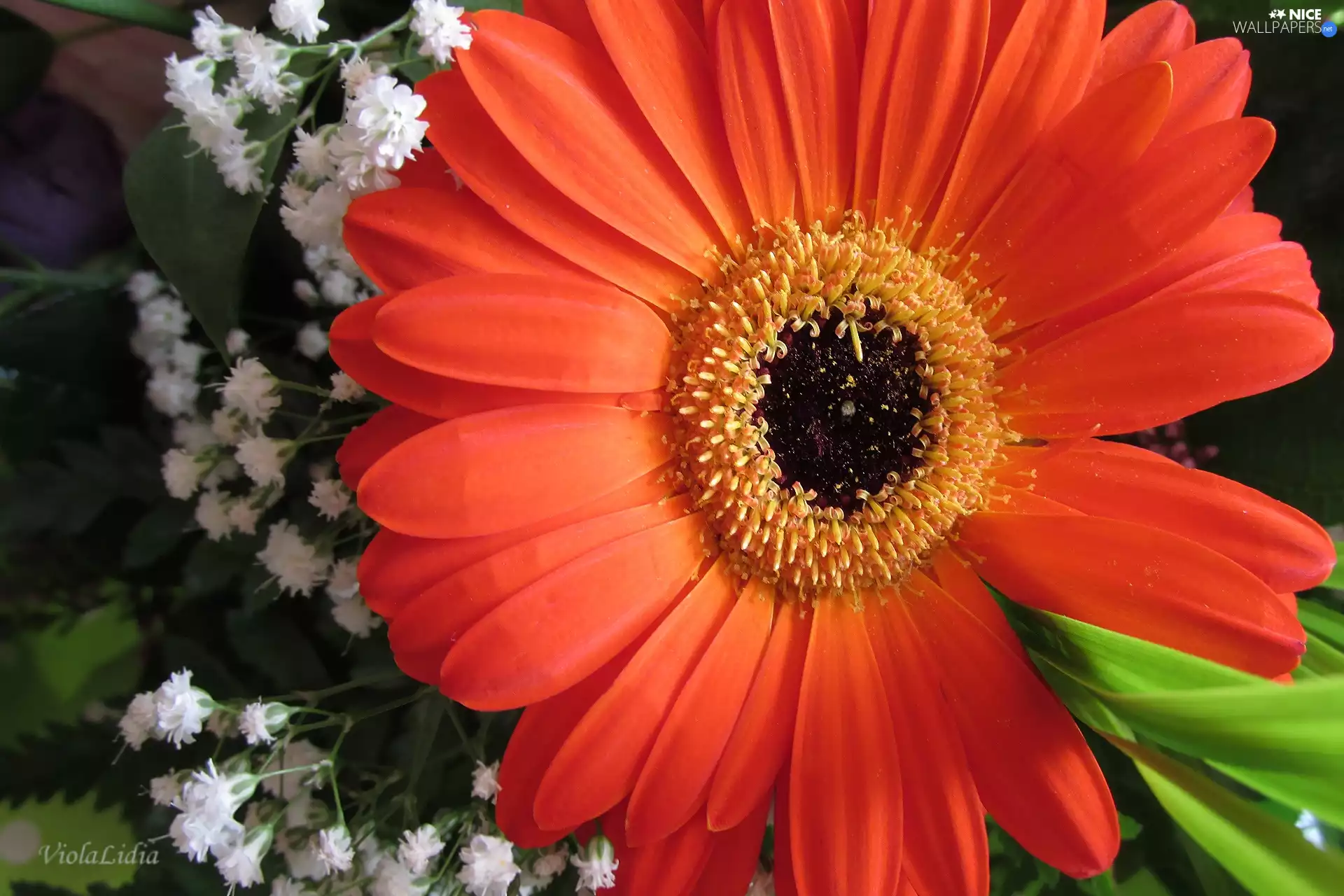 Gerbera, Goose