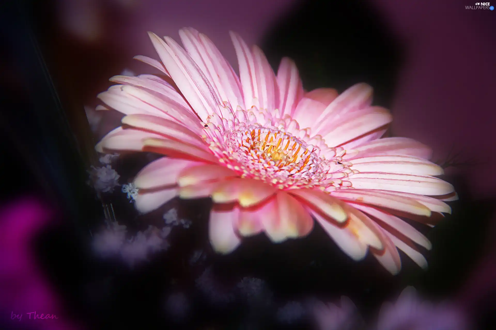 Pink, Gerbera