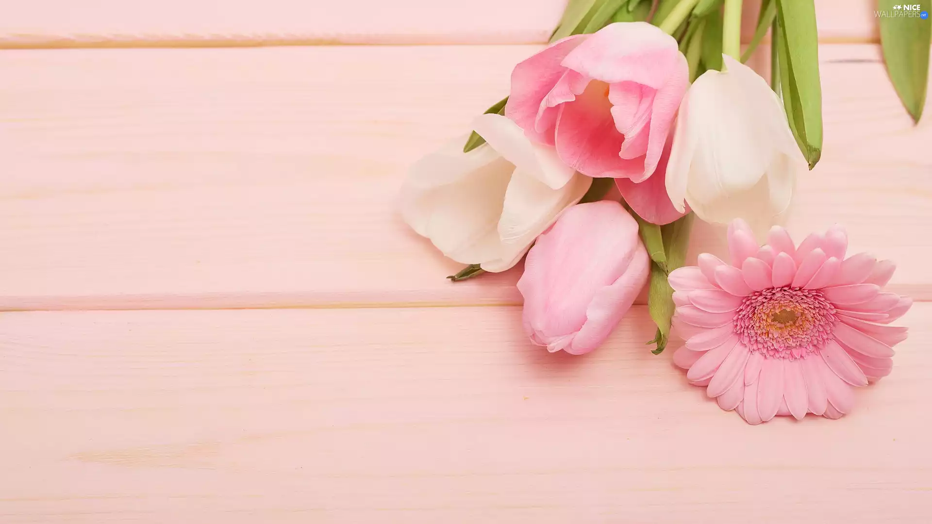 Tulips, Pink, background, Gerbera