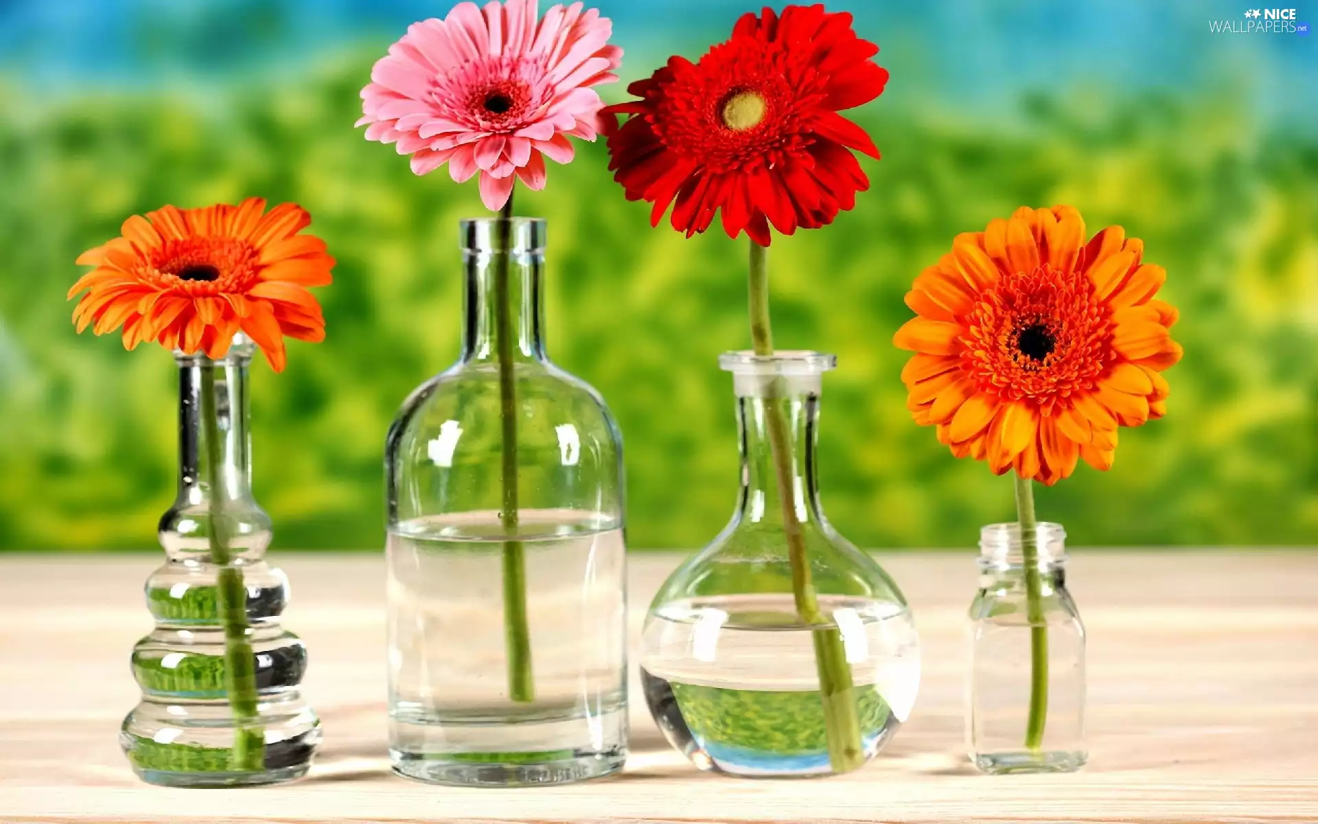 gerberas, bottles