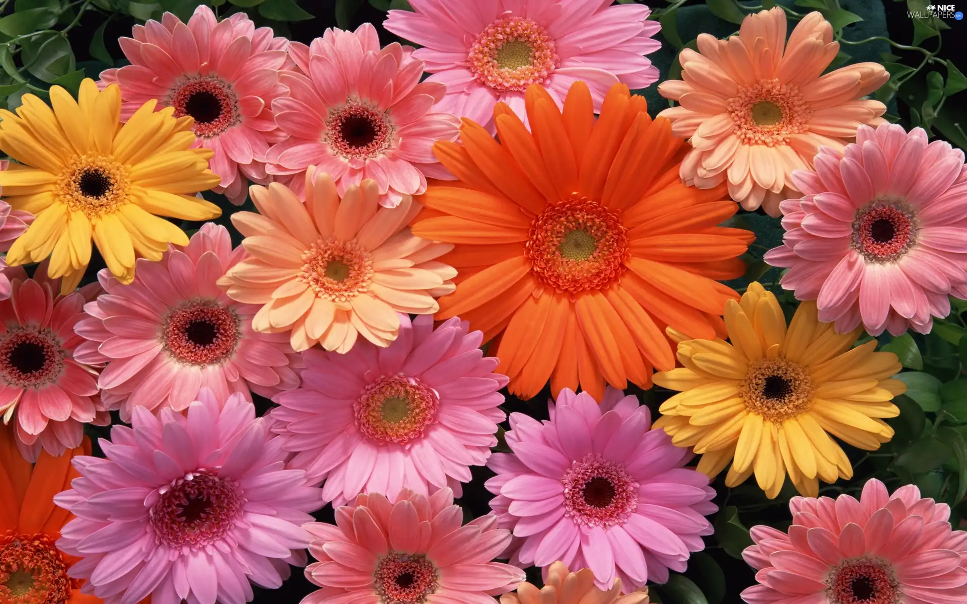 color, gerberas