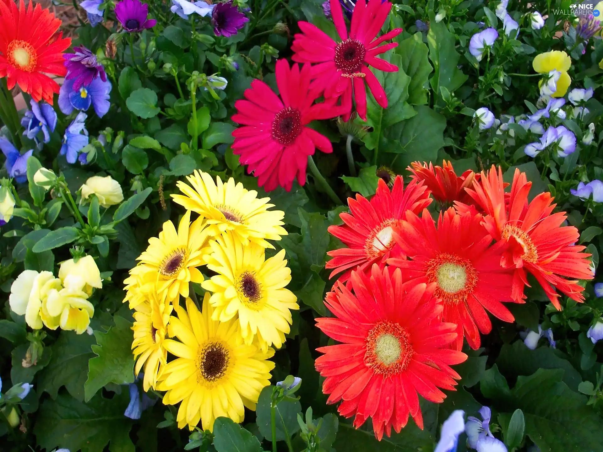 color, gerberas