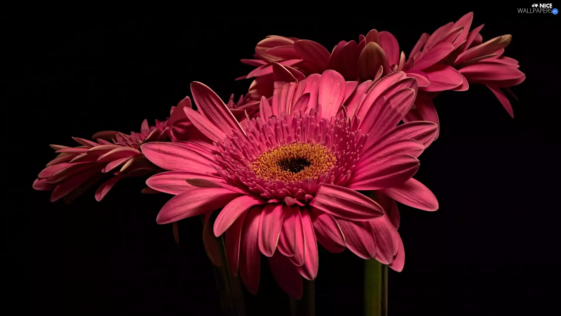 Flowers, Black, background, gerberas
