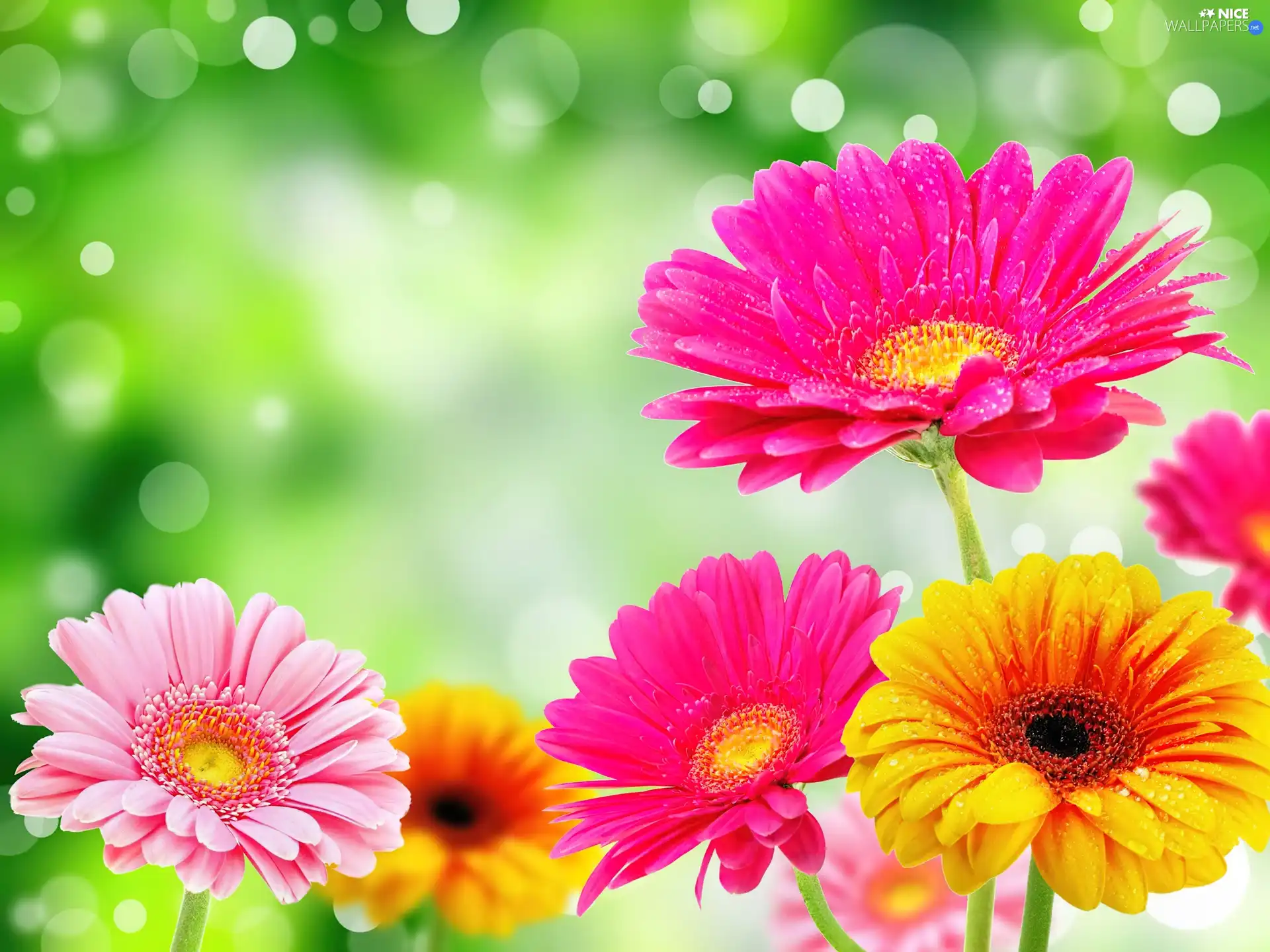 gerberas, color, Flowers