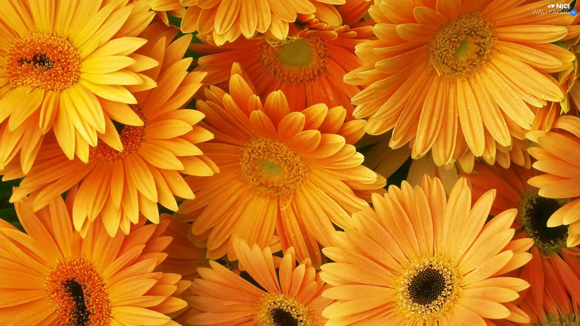 gerberas, Orange, Flowers