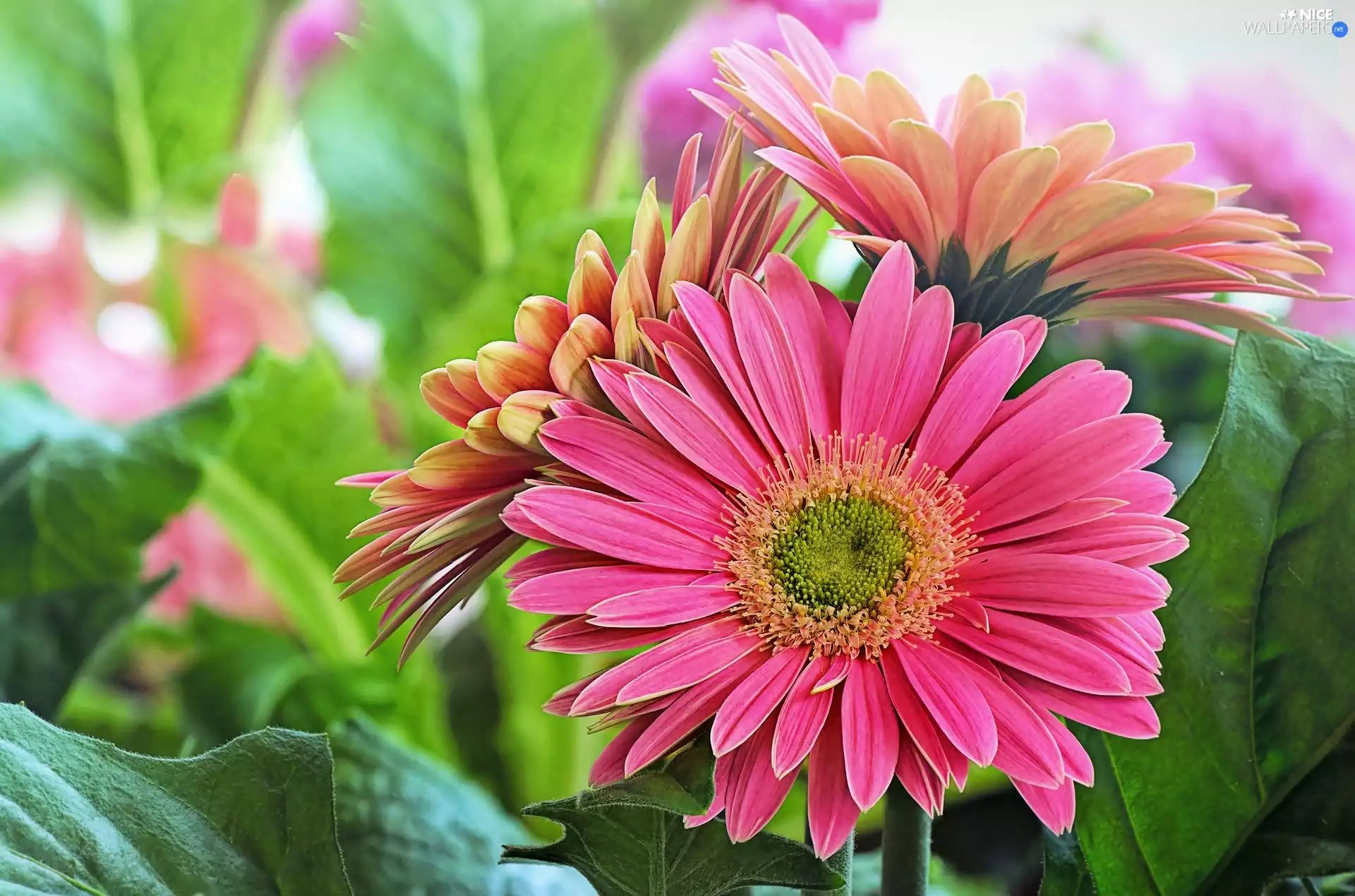 gerberas, Pink, Flowers
