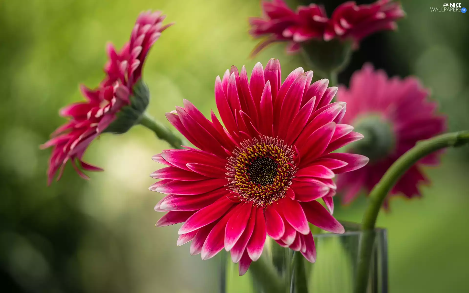 gerberas, Flowers, Red
