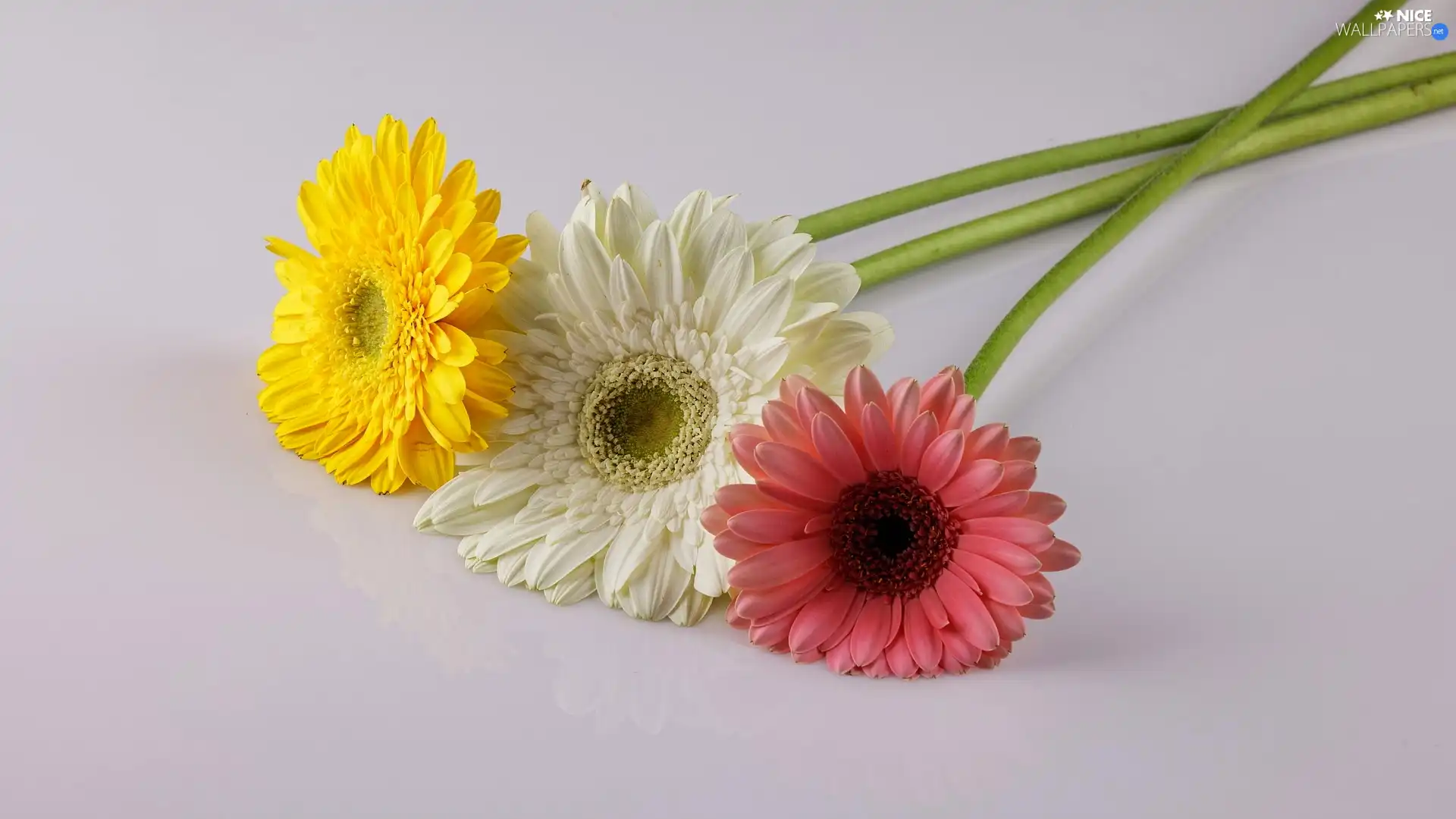 gerberas, color, Three