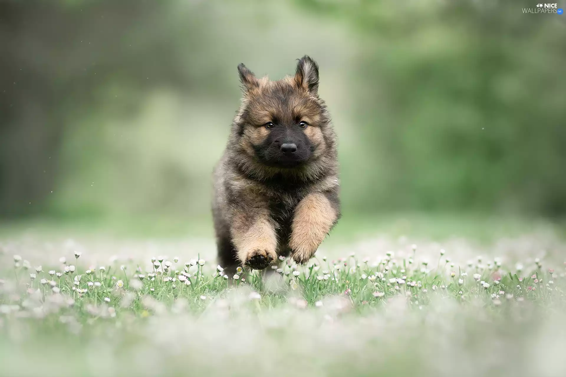 Flowers, daisies, Puppy, German Shepherd, dog