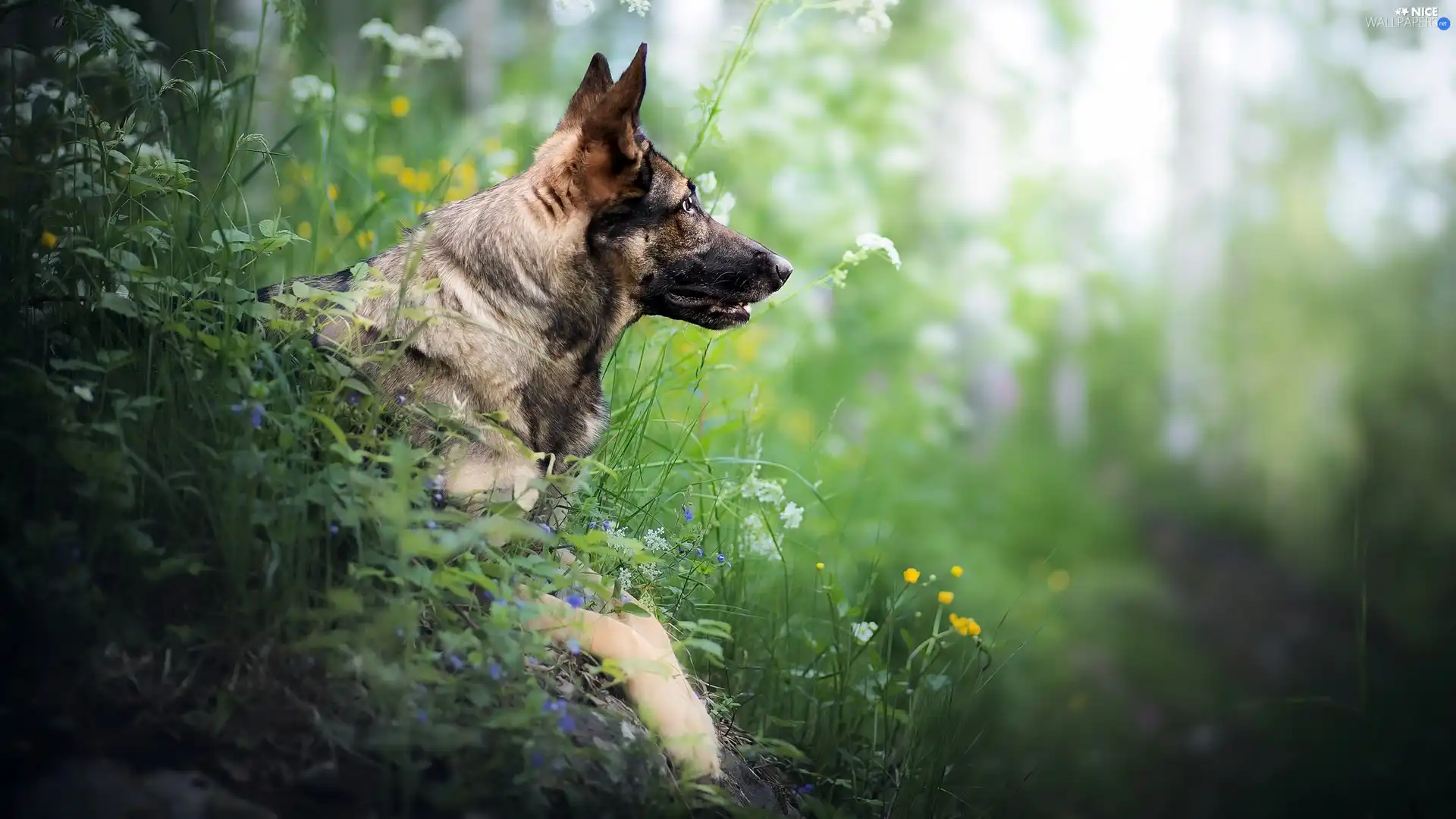 Plants, dog, German Shepherd