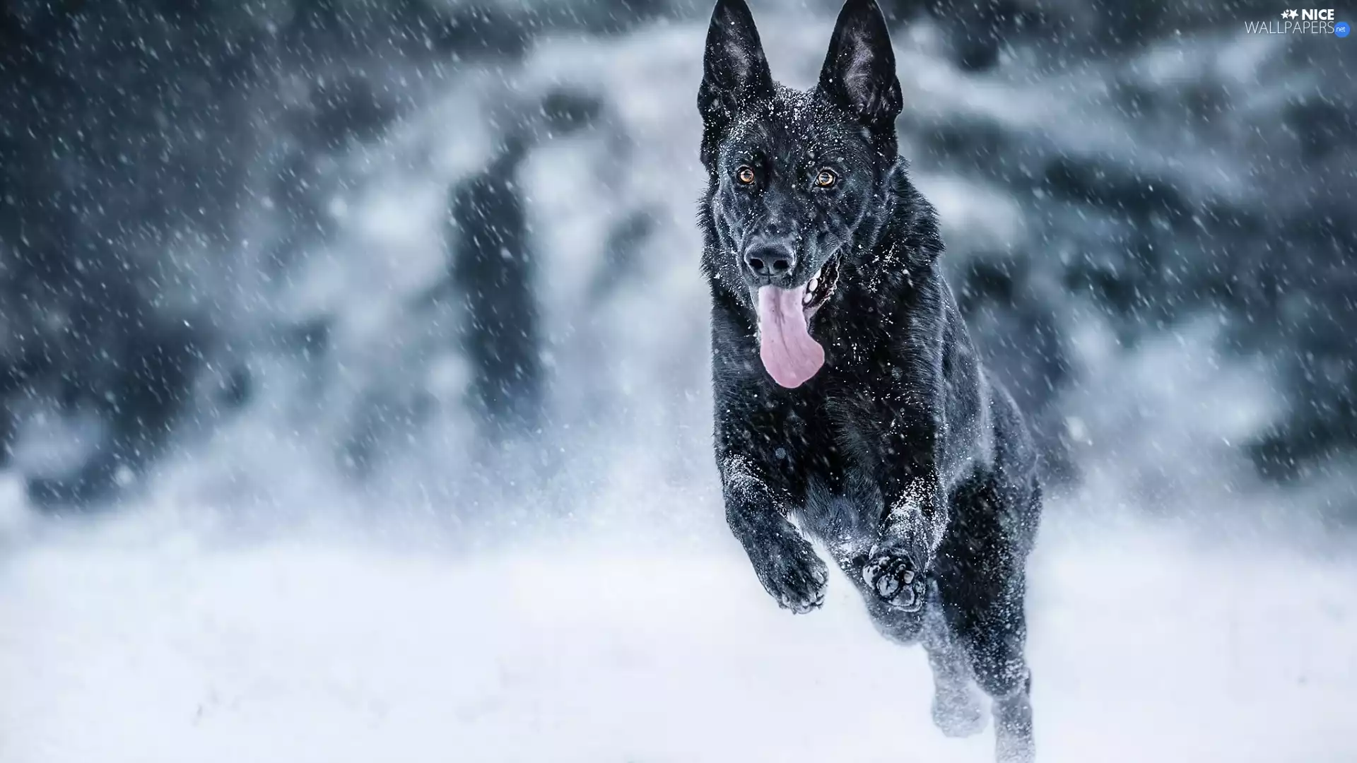 Black German Shepherd Dog, snow