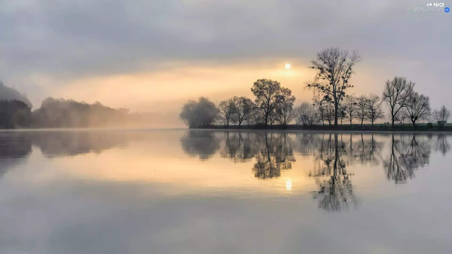 trees, Fog, Sunrise, Germany, viewes, Moselle River