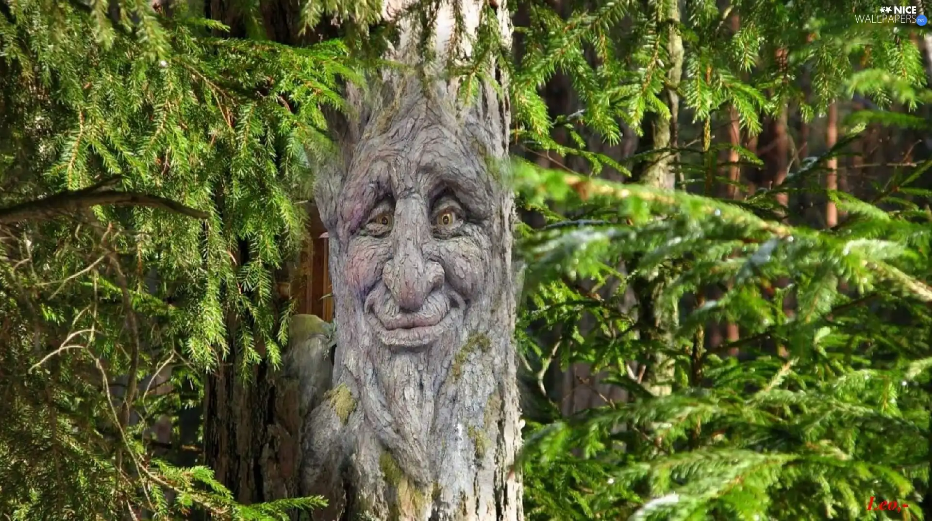 ghost, forest, viewes, face, trees