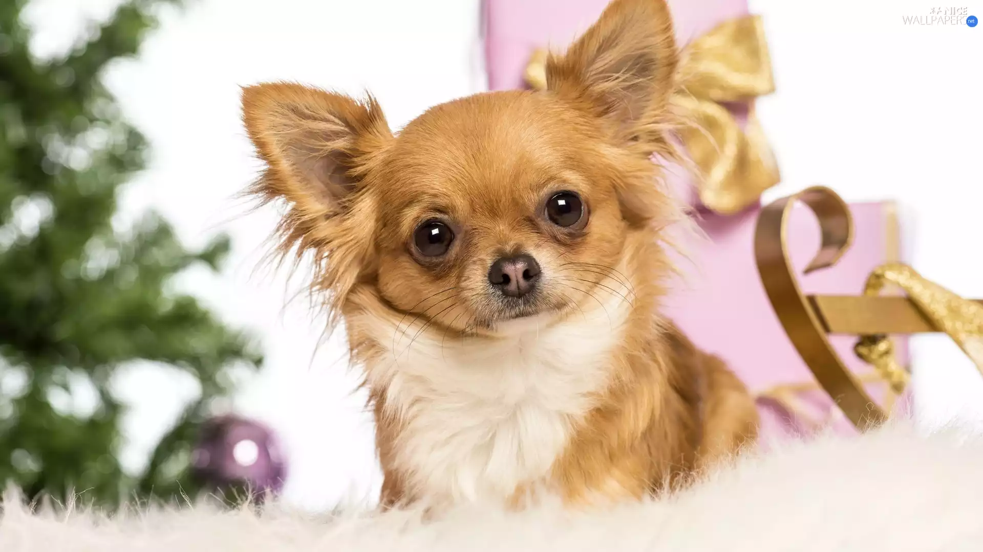 gifts, doggy, Chihuahua