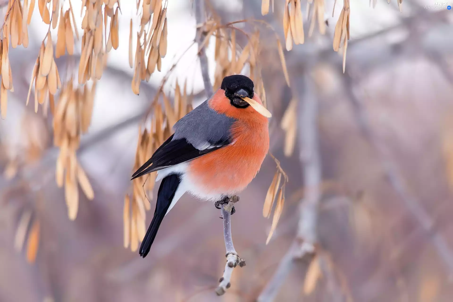 Bird, twig, Plants, Gil