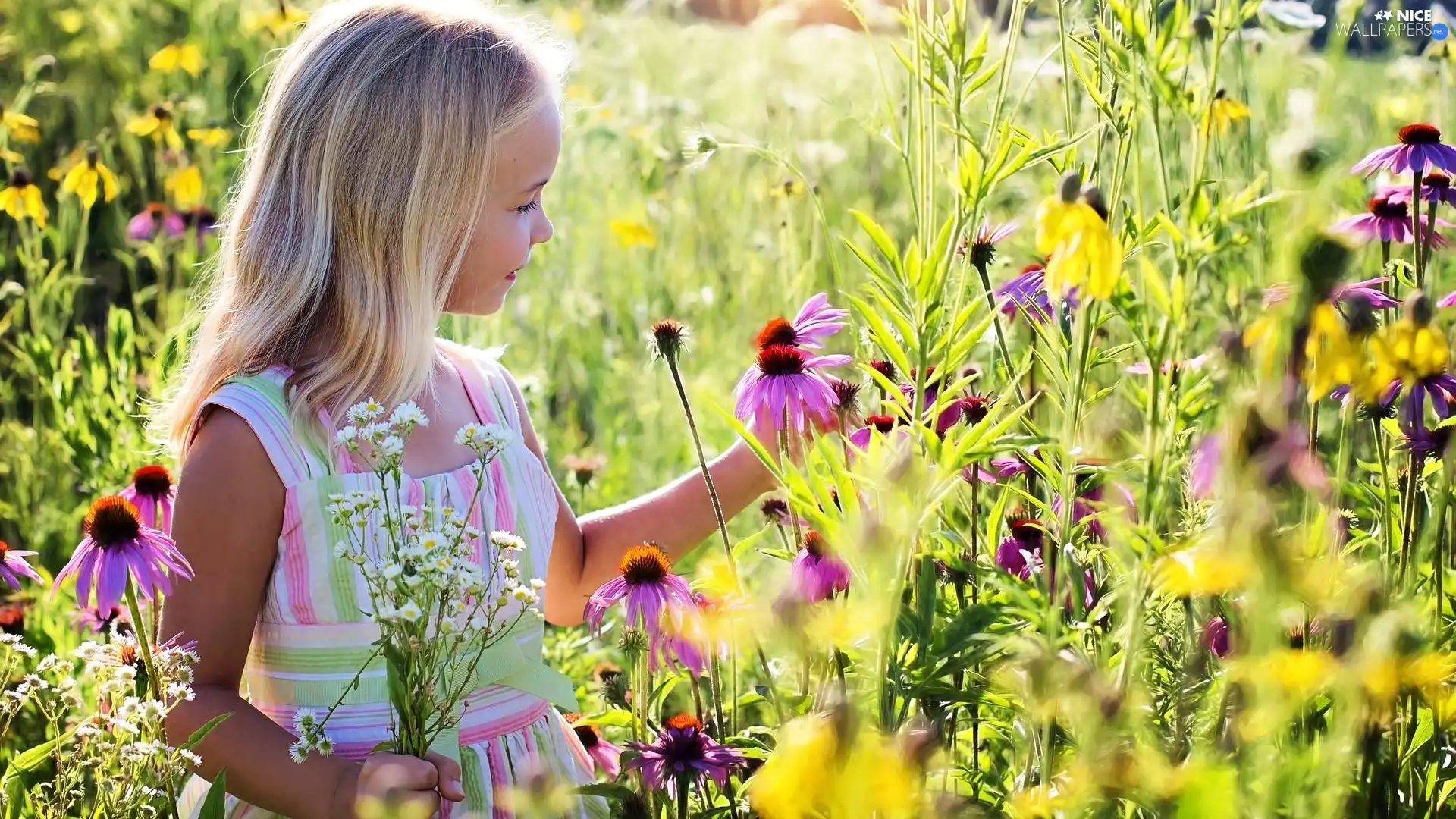 Kid, Flowers, echinacea, girl