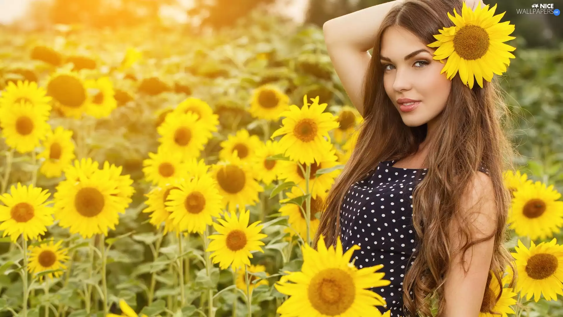 Nice sunflowers, longhaired, girl