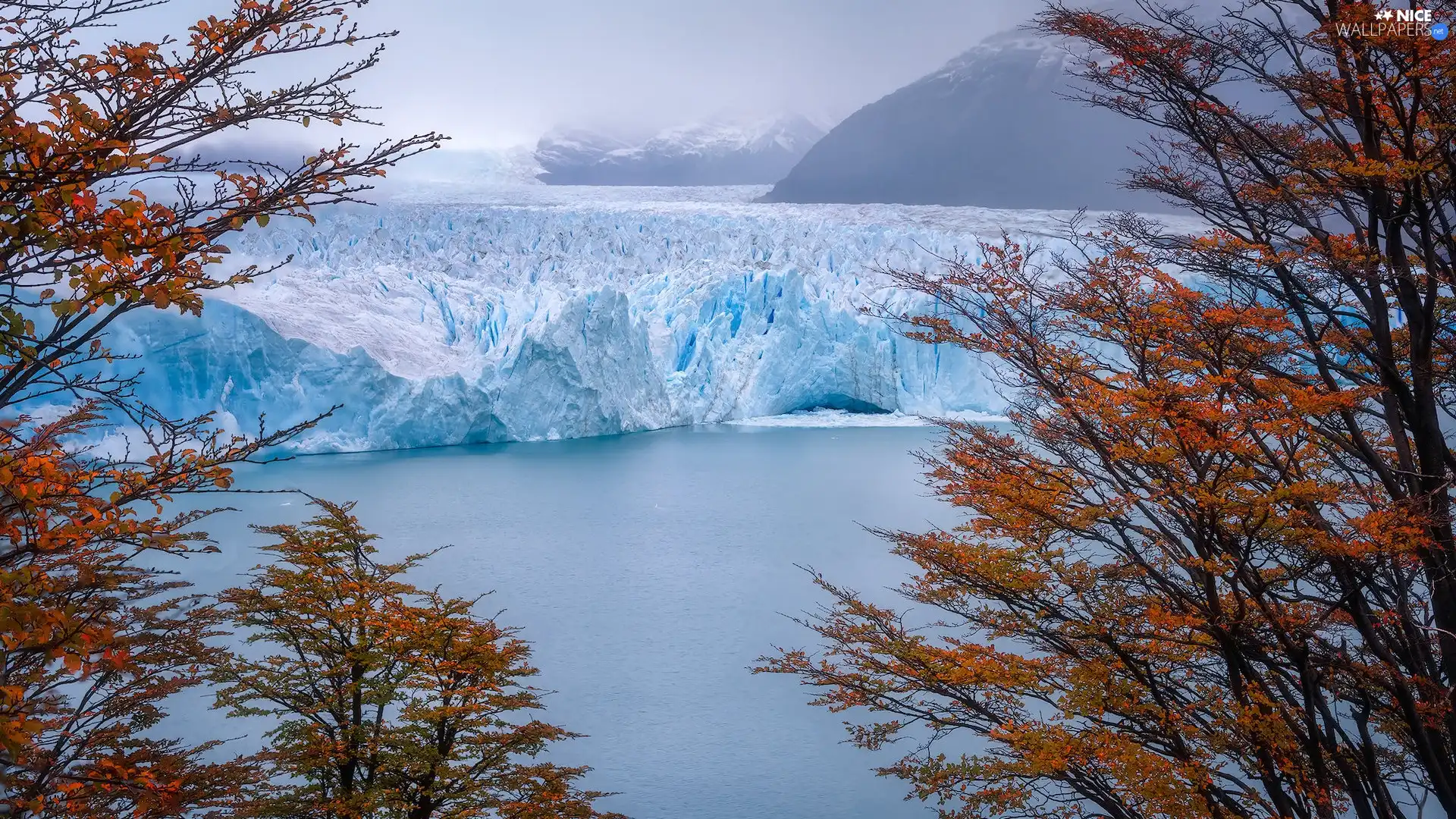 glacier, Argentina, trees, viewes, Perito Moreno, Los Glaciares National Park