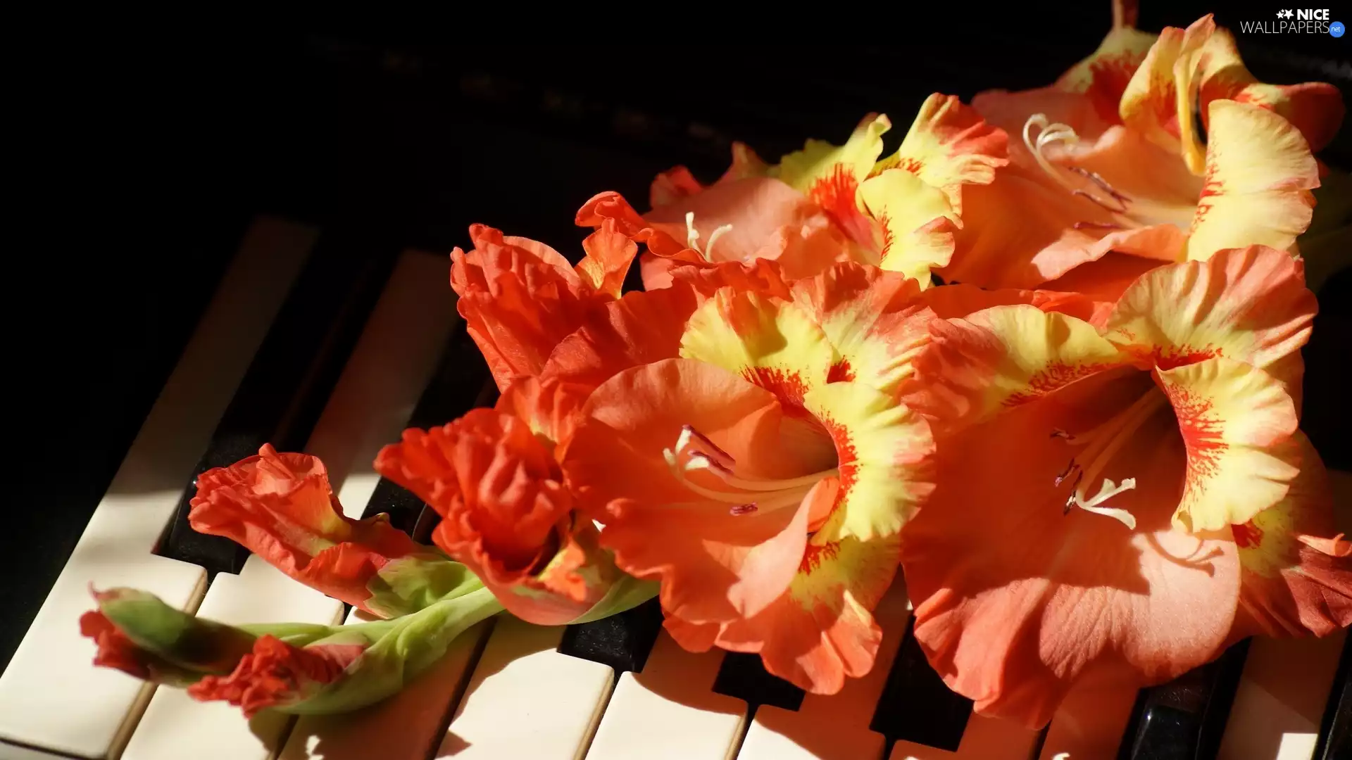 gladioli, Piano